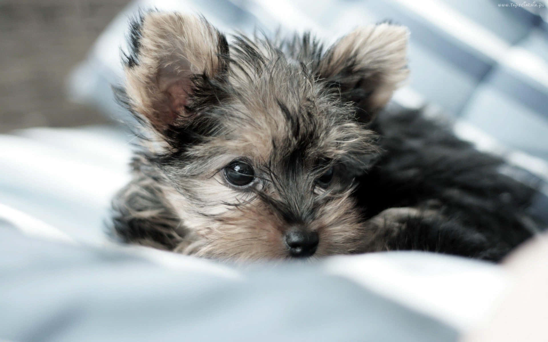 A Tiny Teacup Yorkie Enjoying The Sunshine Background
