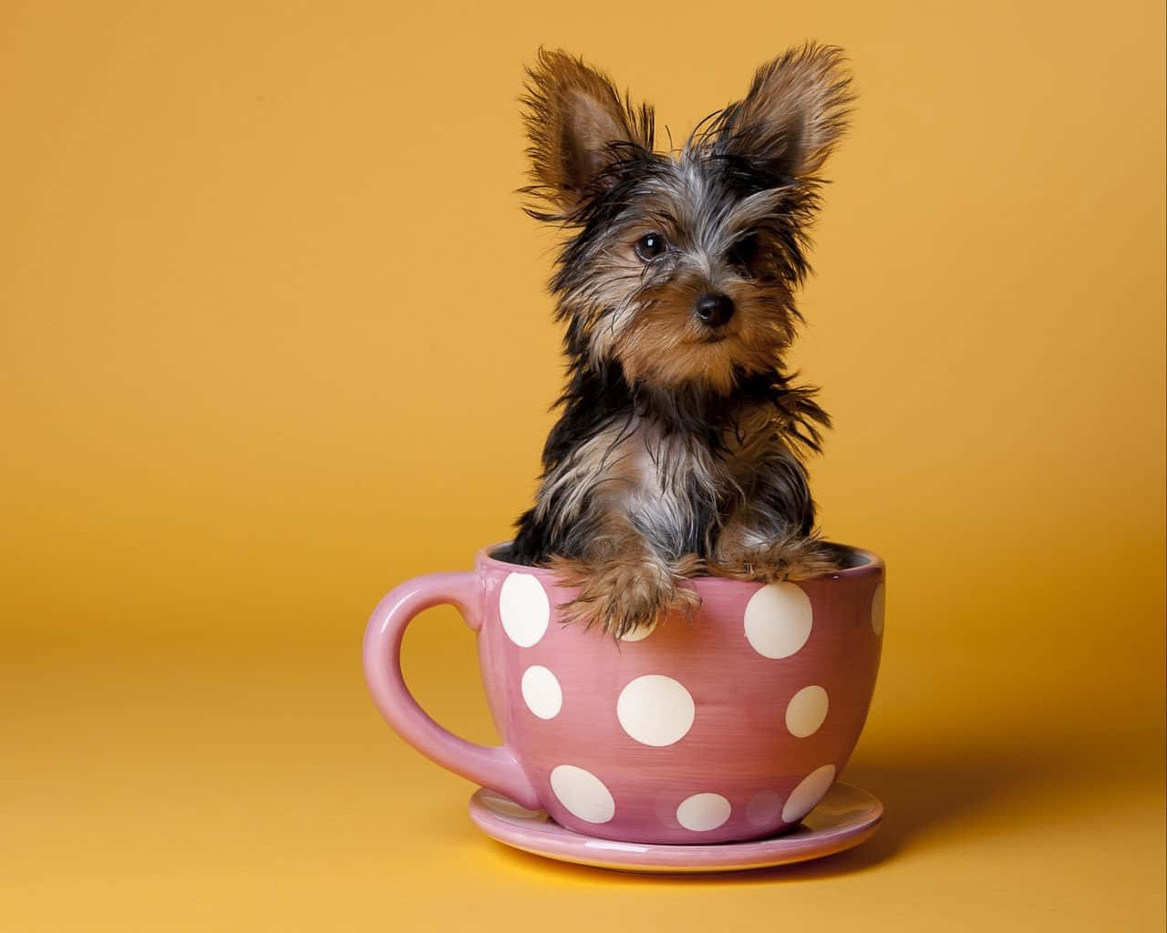 A Tiny Teacup Yorkie Pup Peeking Up From Its Bed. Background