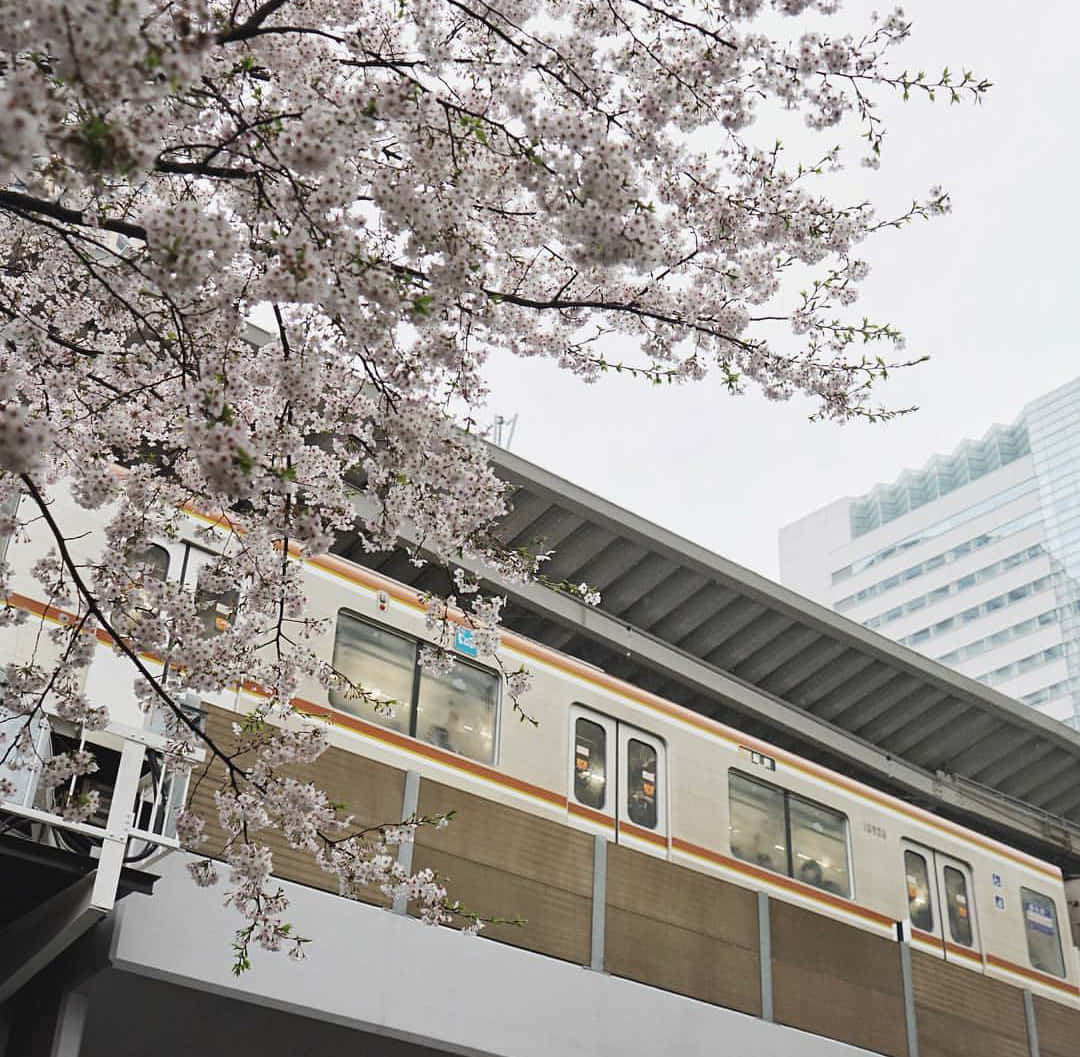 A Train Is Passing By A Building With Cherry Blossoms Background
