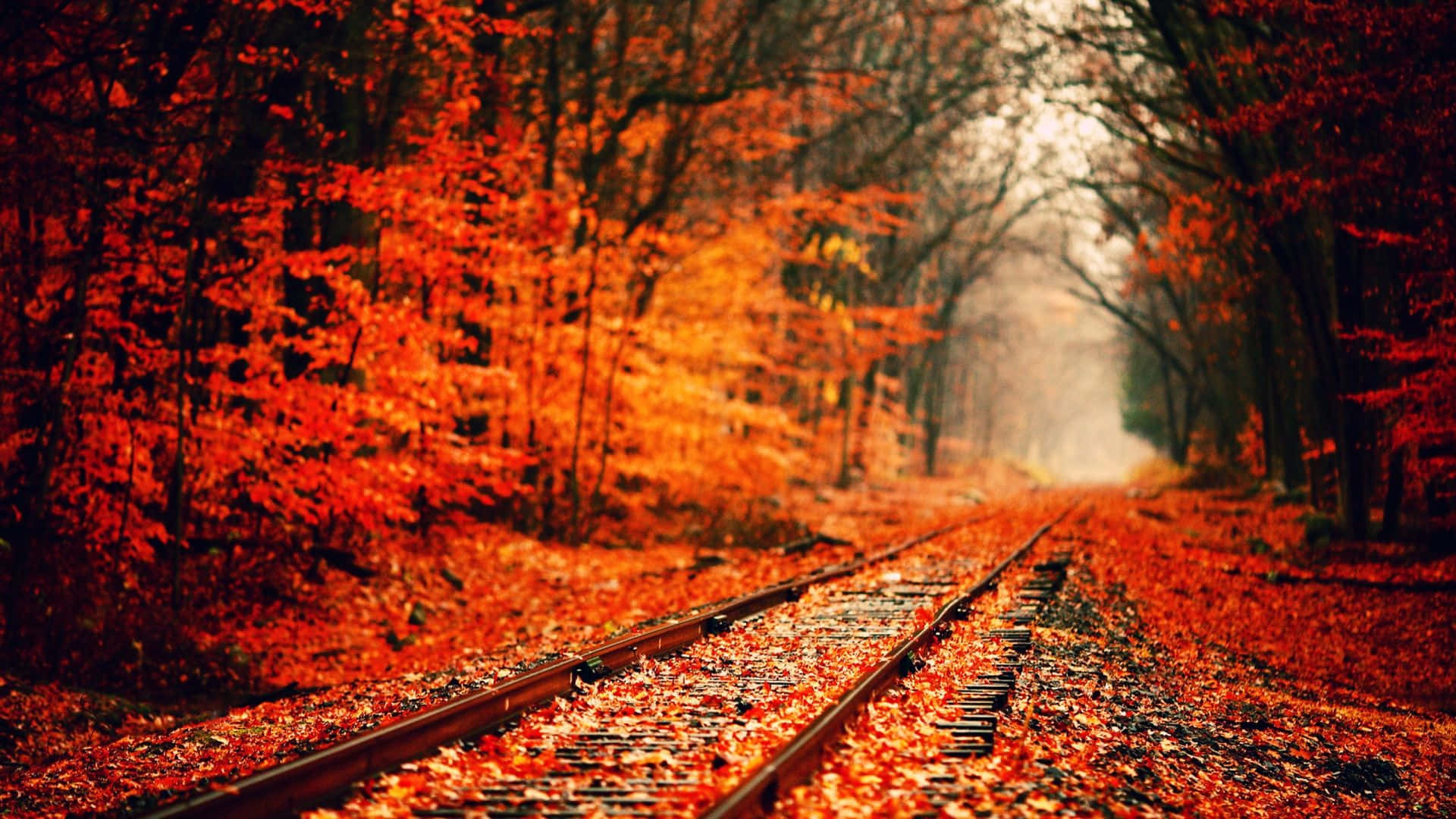 A Train Tracks In The Forest With Red Leaves Background