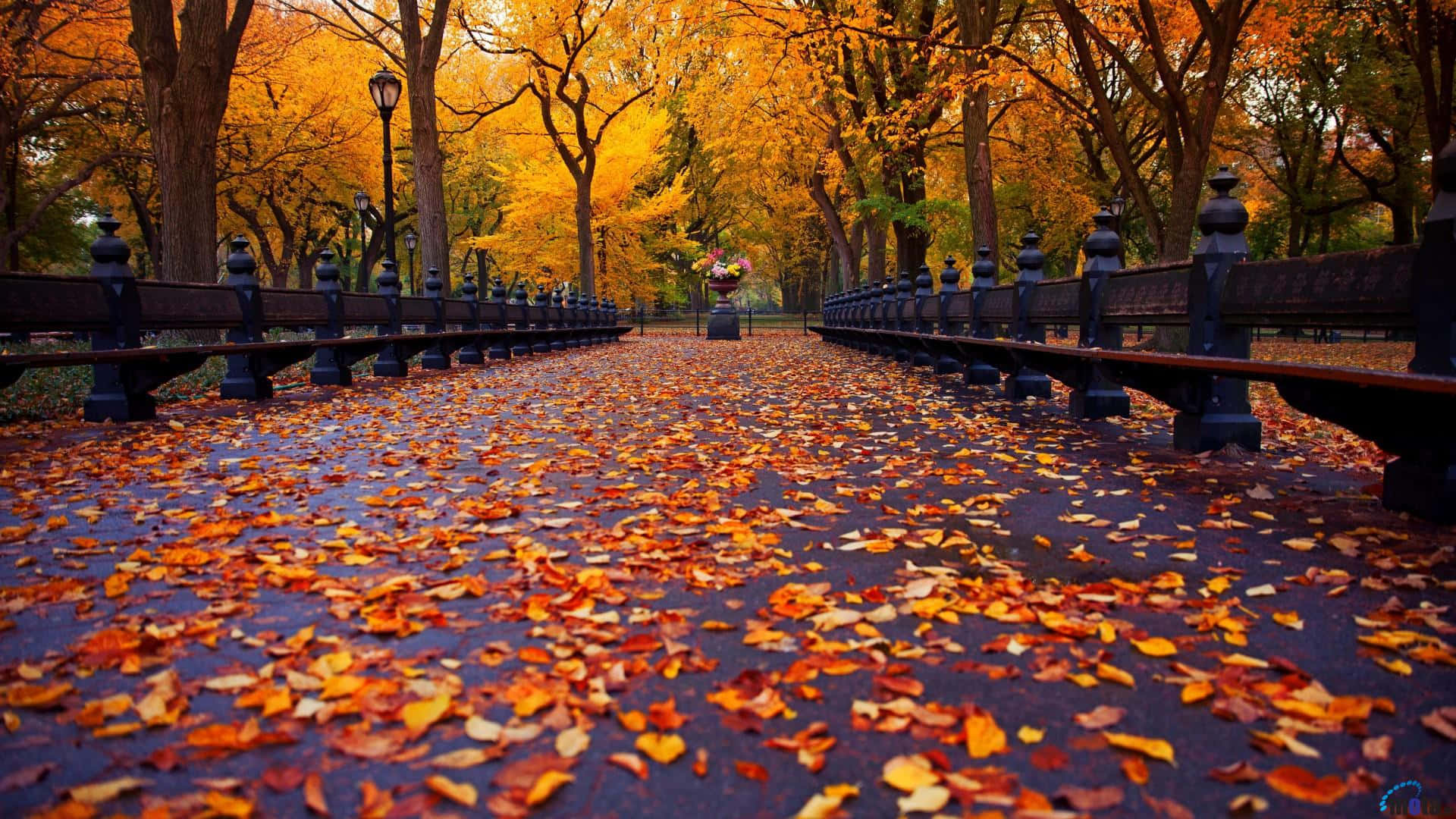 A Tranquil Autumn Scene Of An Endless Tree-lined Path In New England Background