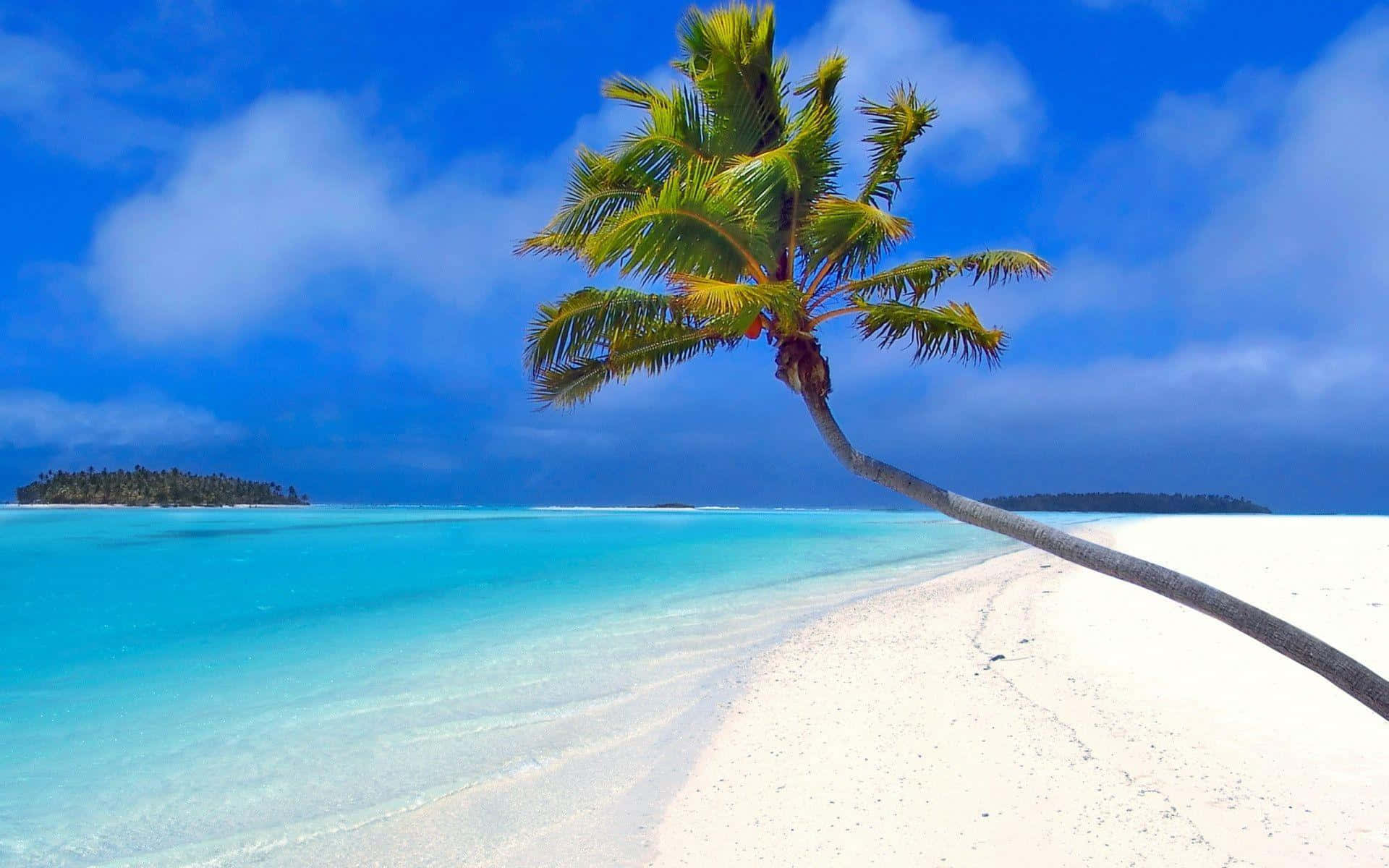 A Tranquil Beach With Crystal Clear Water And Towering Palm Trees Background