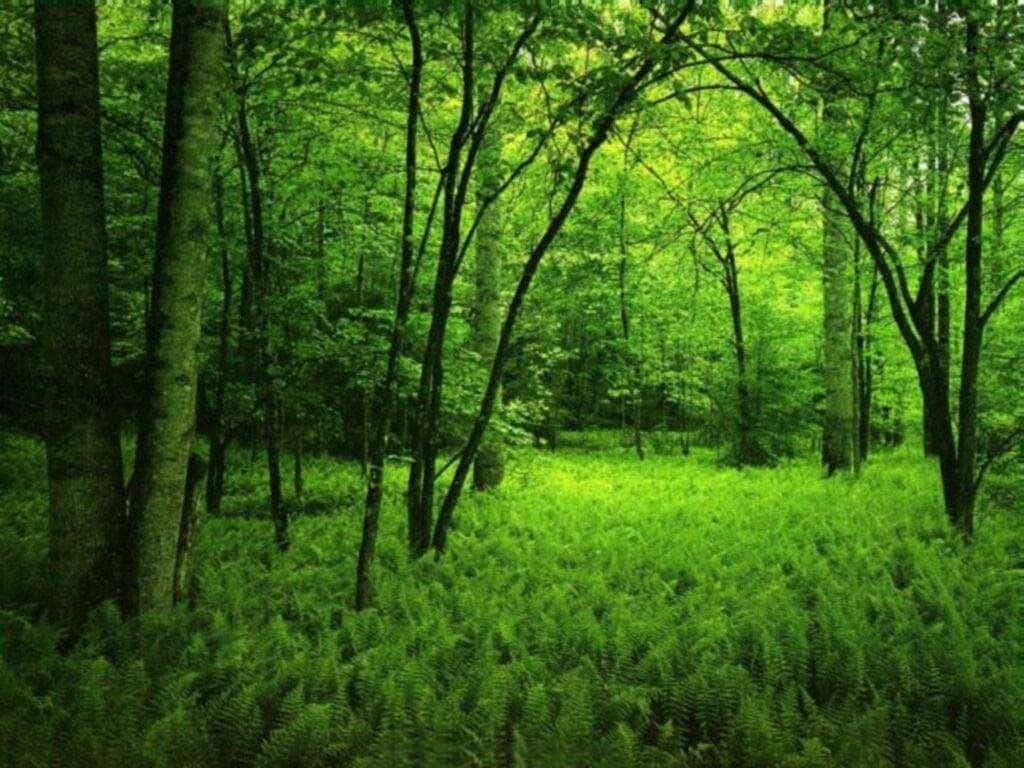 A Tranquil Dark Green Forest Background