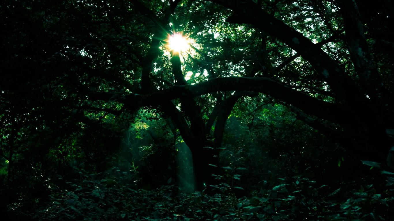 A Tranquil Dark Green Forest Perfect For A Calming Escape Background