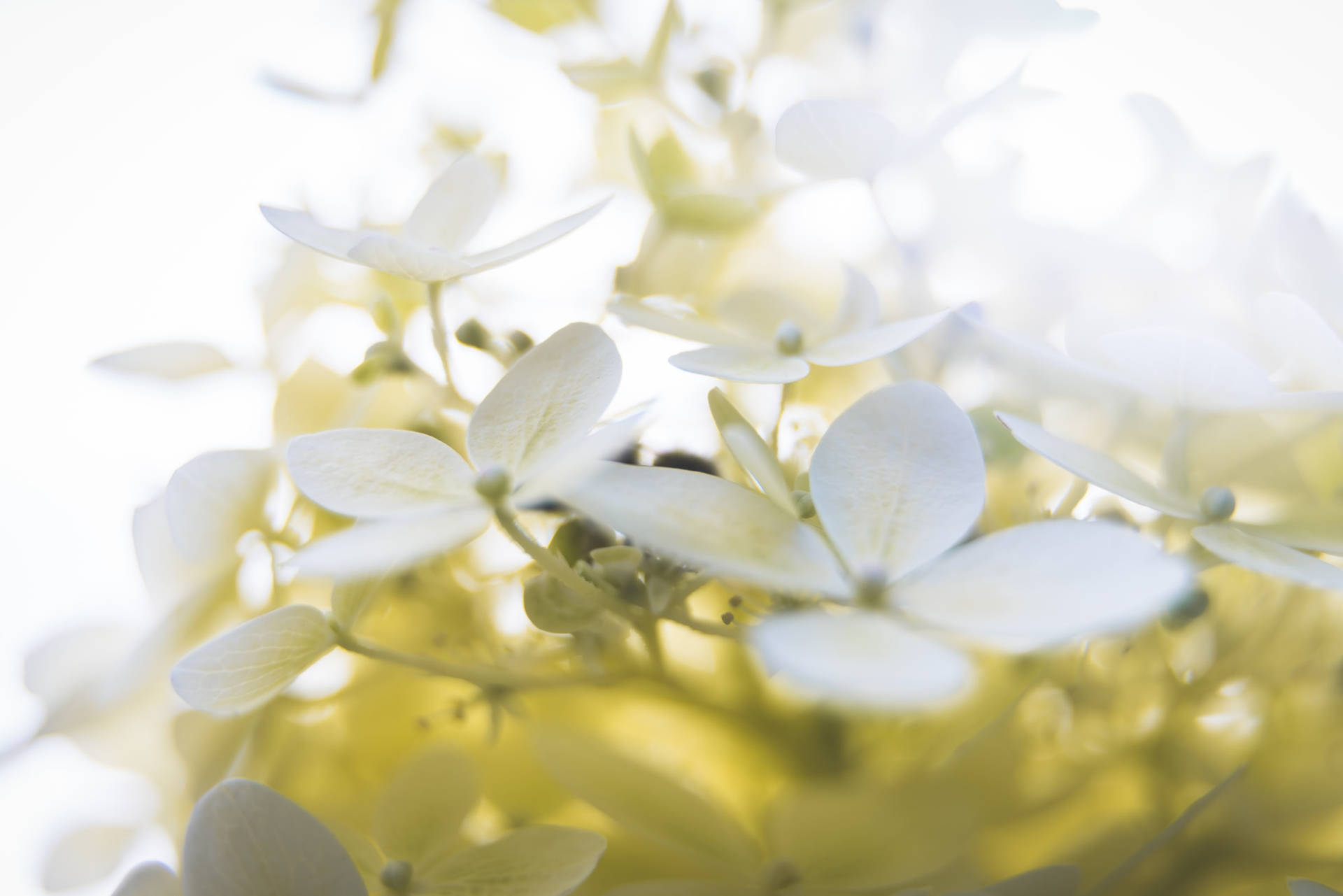 A Tranquil Display Of White Blooms Background