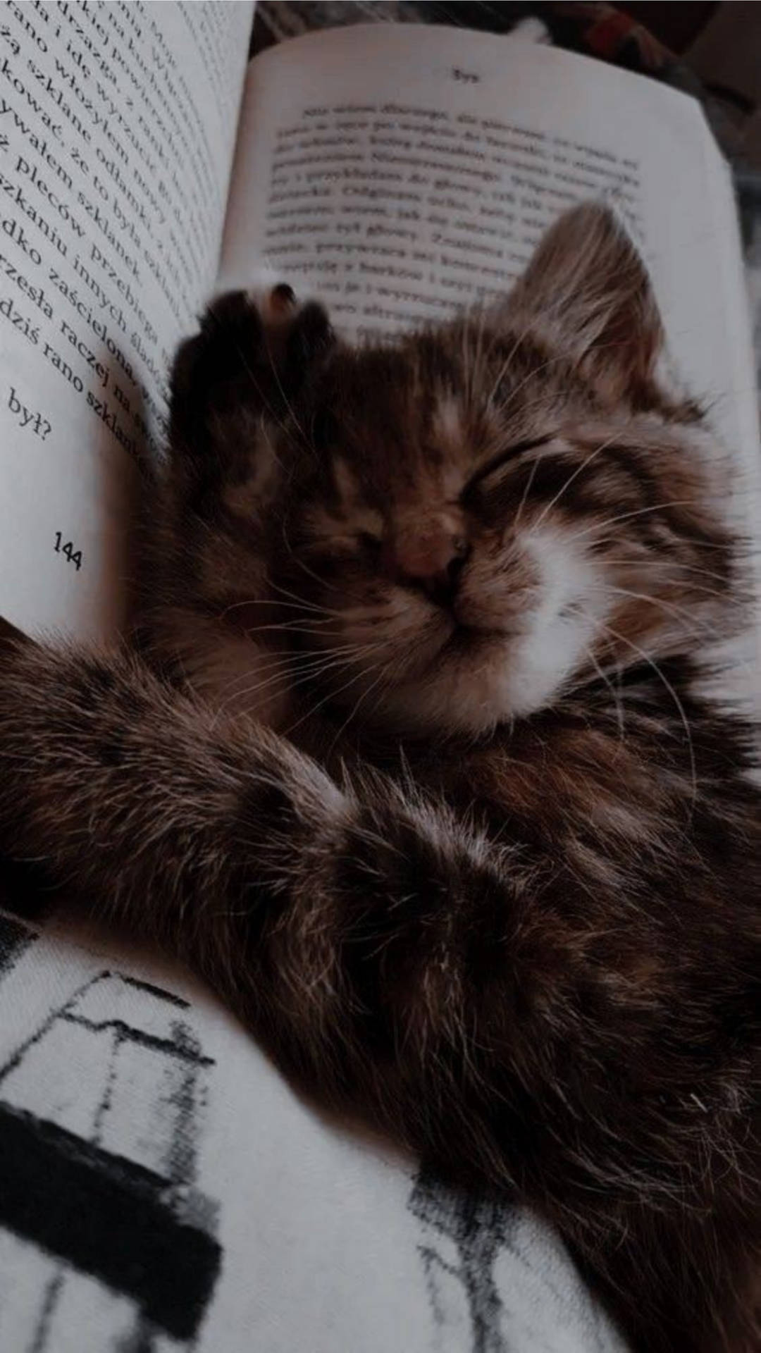 A Tranquil Moment - Cute Cat Aesthetically Sleeping On A Book Background