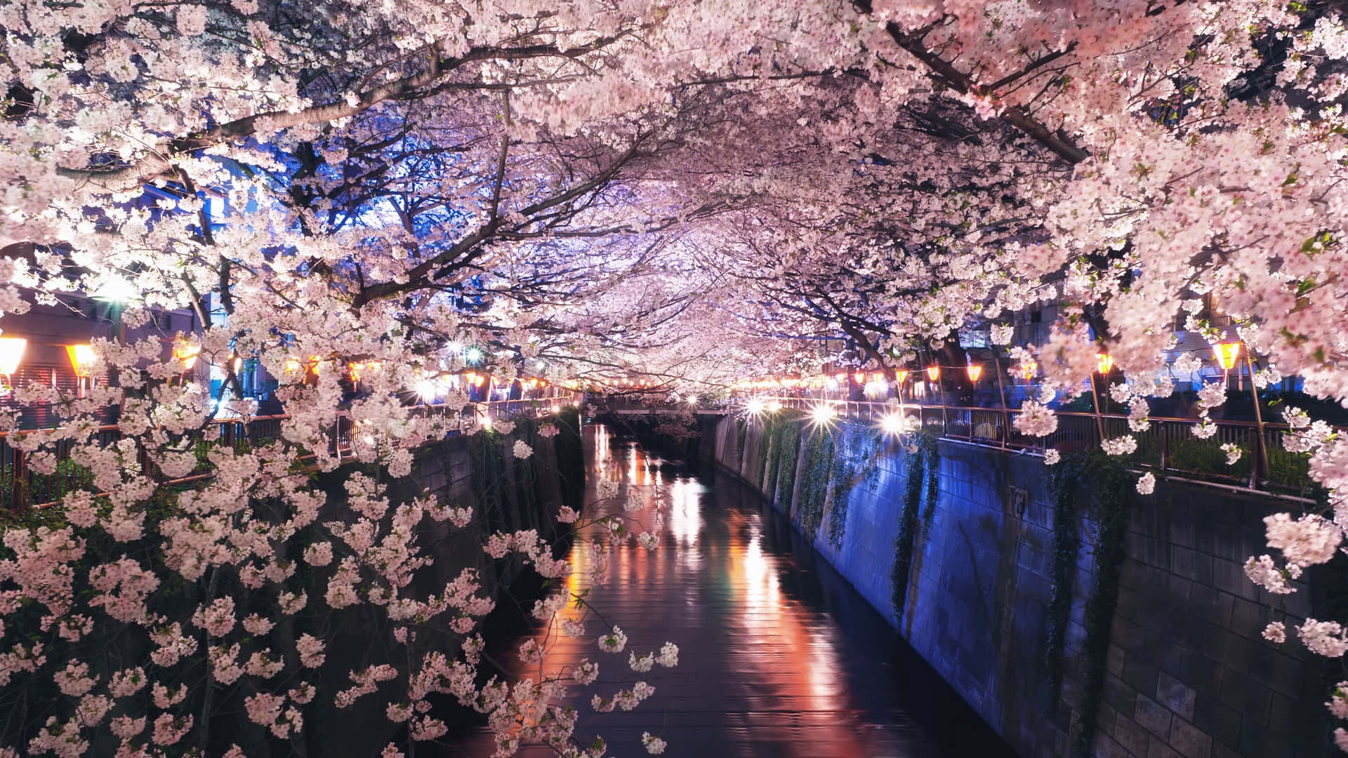 A Tranquil Night In Japan As Cherry Blossoms Bloom Background