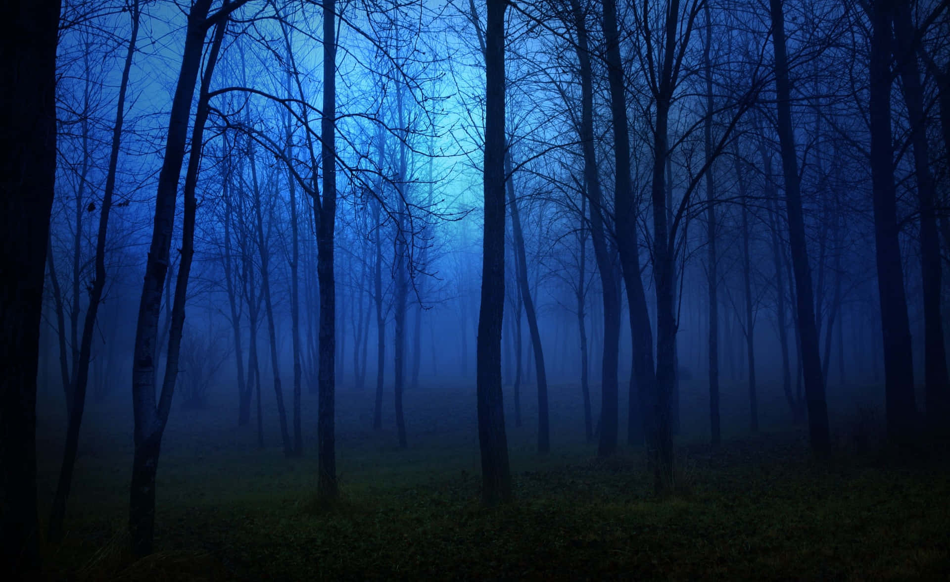 “a Tranquil Night In The Forest” Background