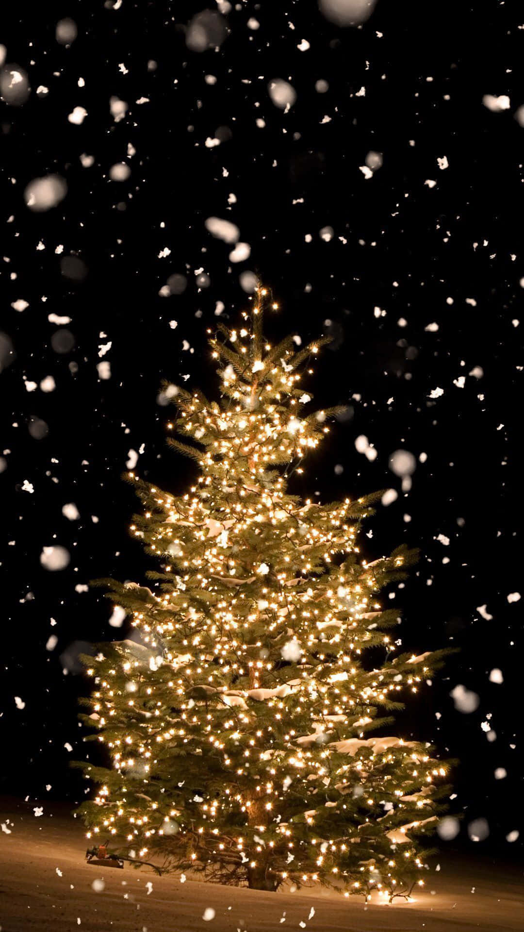 A Tranquil Night With A Breathtakingly Beautiful Christmas Tree Background