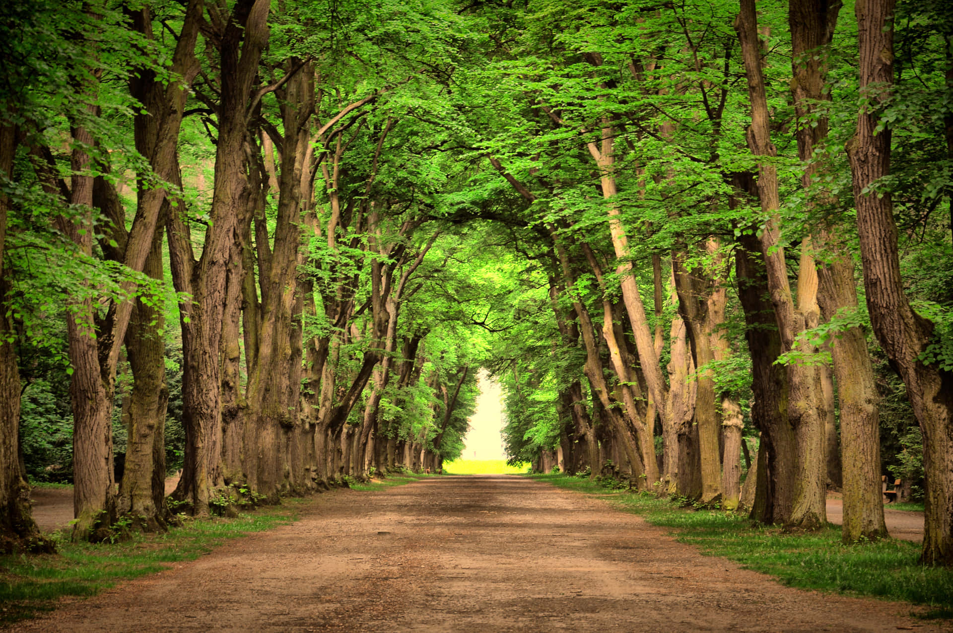 A Tranquil Path Under A Natural Tree Tunnel Background