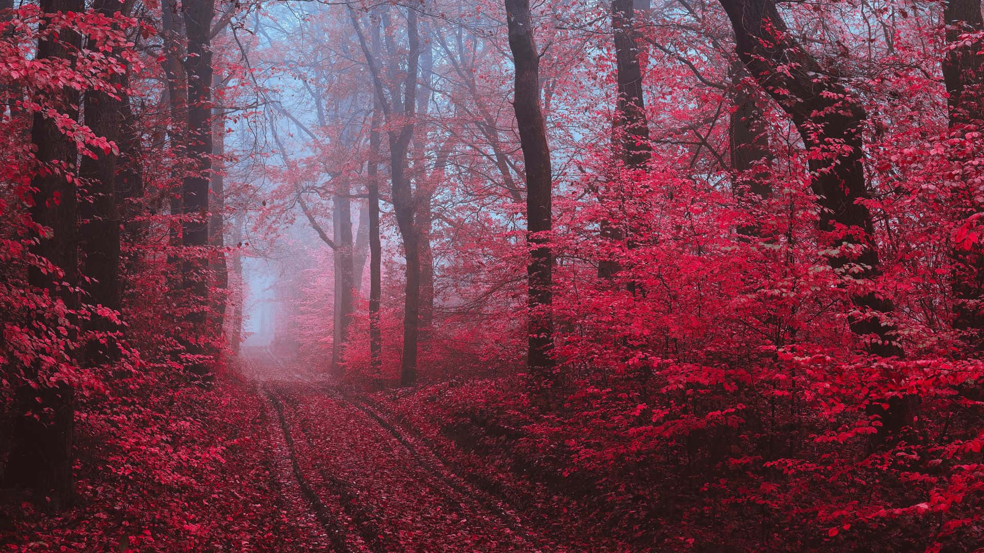 A Tranquil Red Forest Landscape In Autumn Background