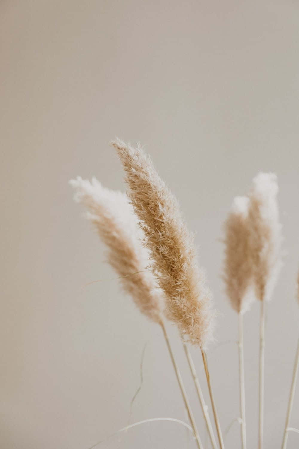 A Tranquil Scene Featuring Neutral-colored Tree Tops Against A Deep Blue Sky.