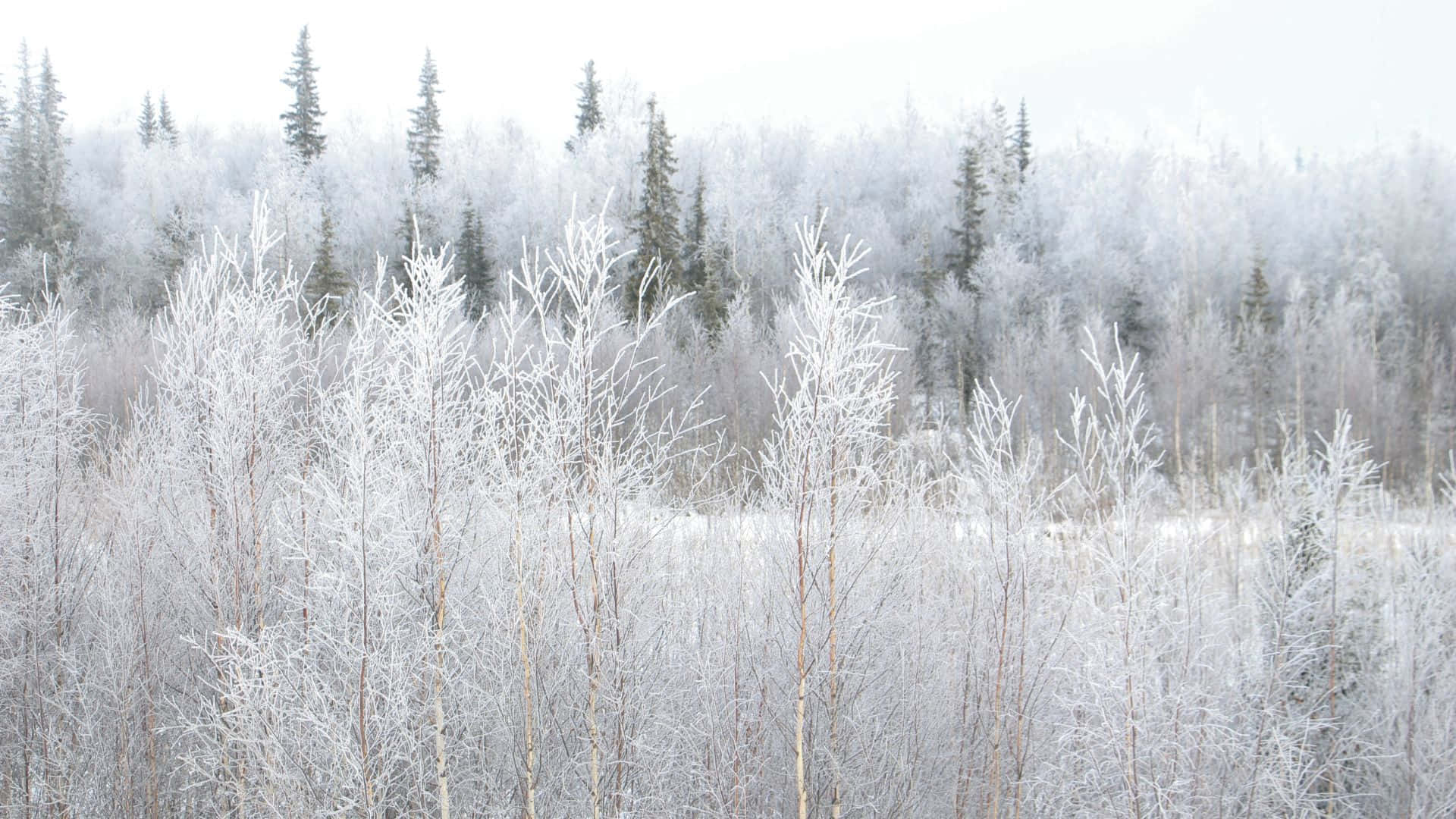 A Tranquil Snow-covered Forest During Winter Background