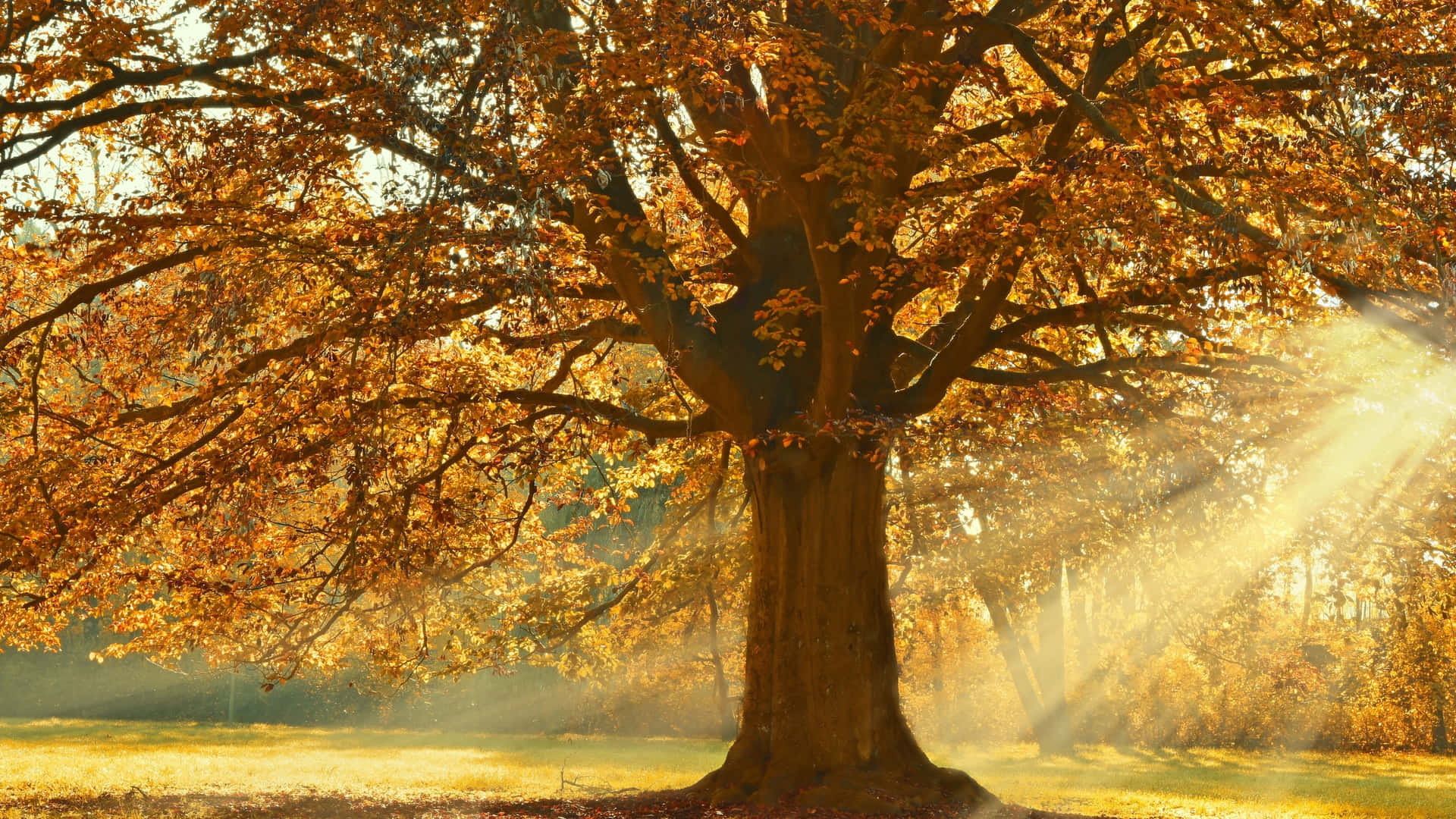 A Tranquil View Of A Serene Forest In Autumn Background