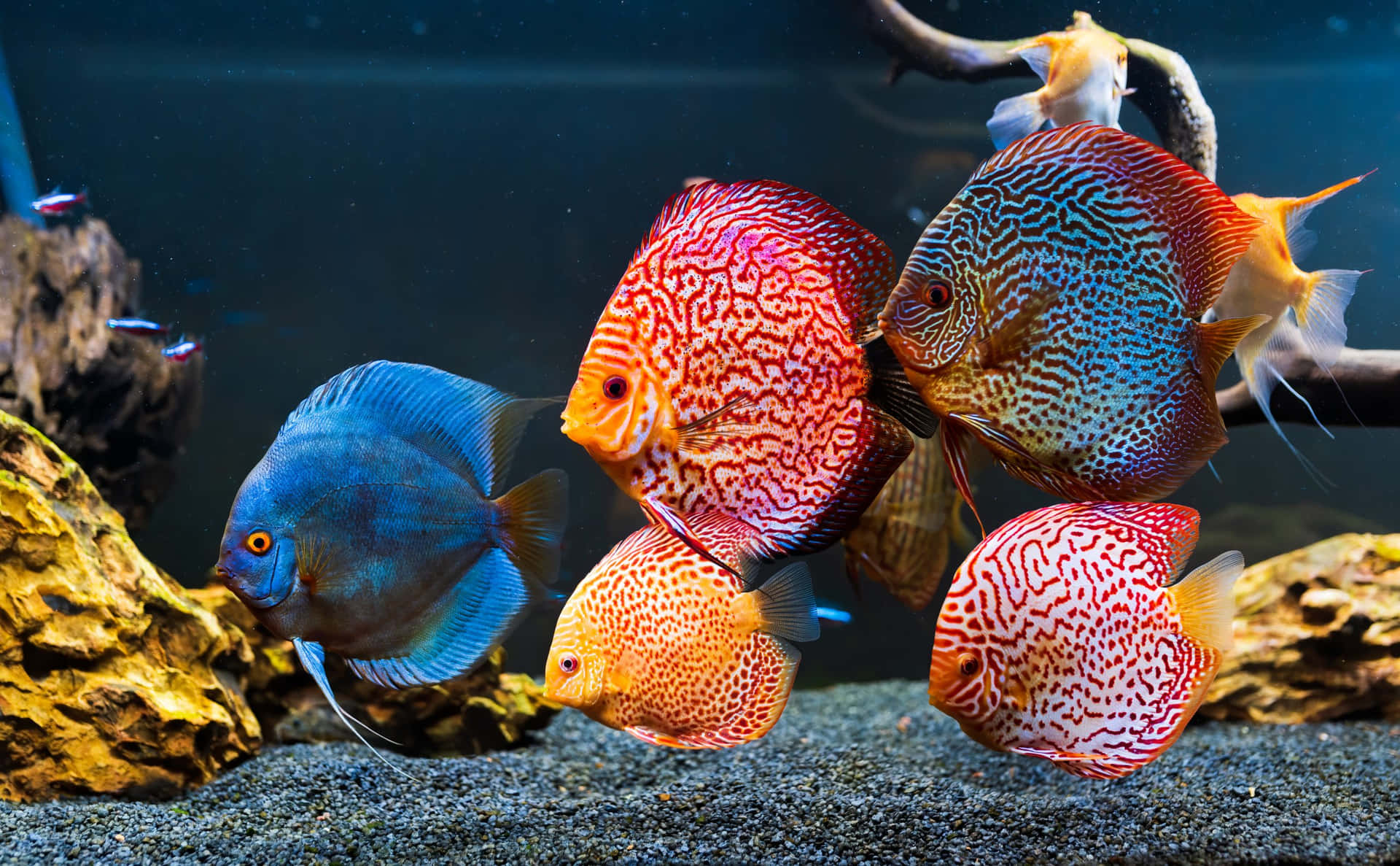 A Tranquil View Of An Aquarium And Its Colorful Inhabitants Background