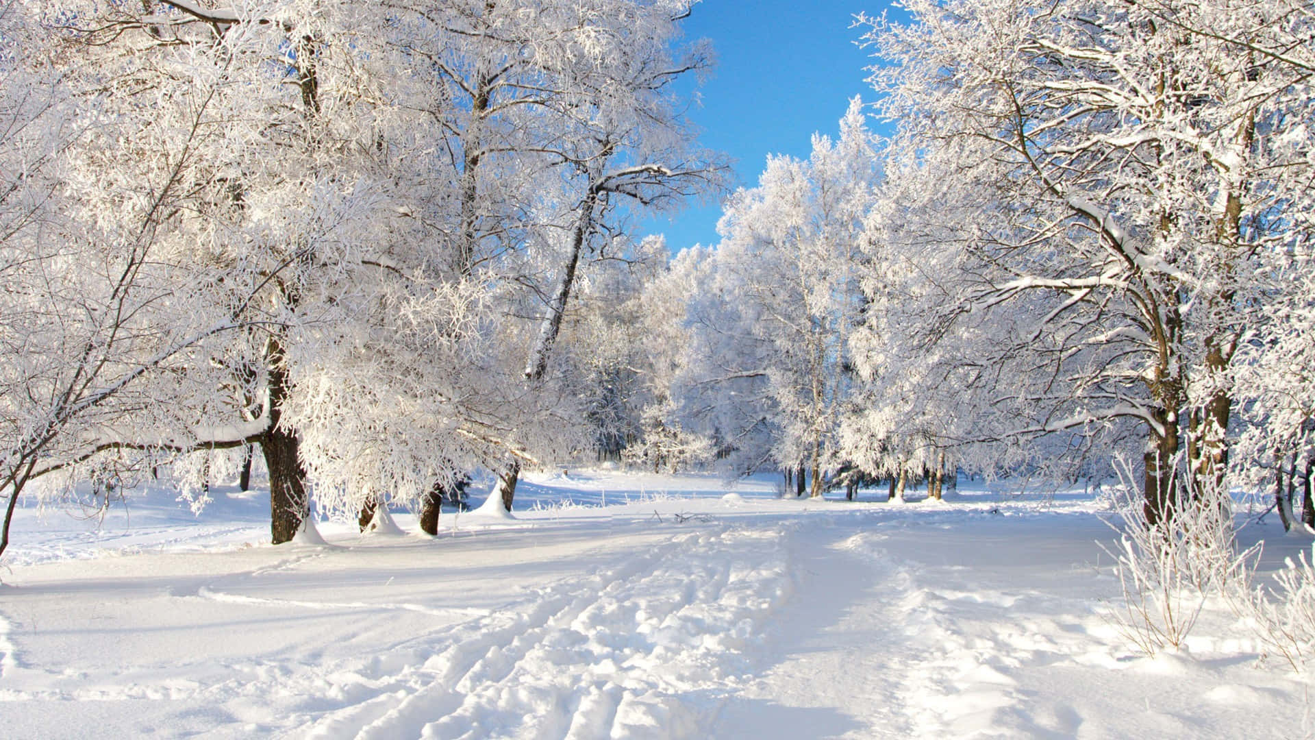 A Tranquil Winter Scene Of Fresh Snowfall Background