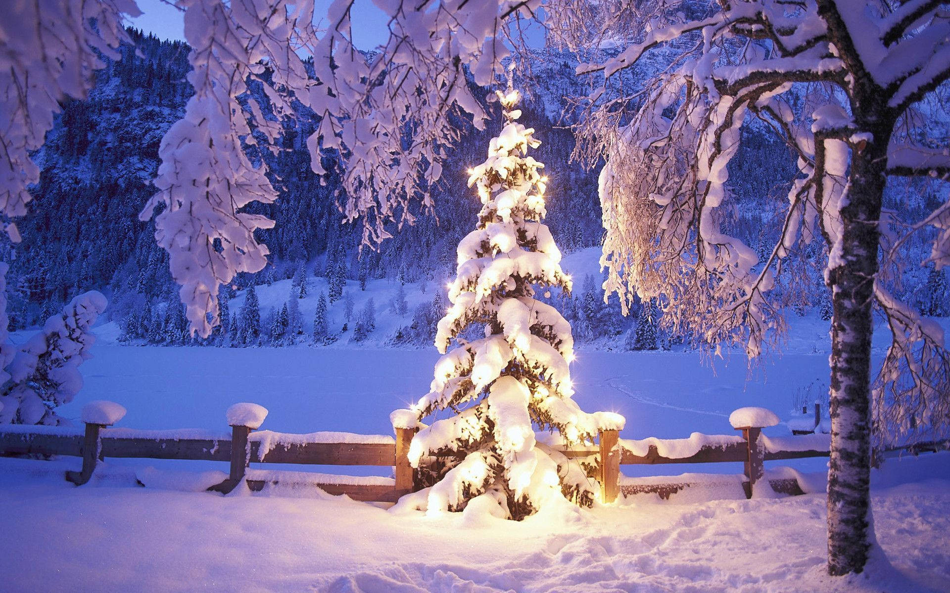 A Tranquil Winter Wonderland In A Christmas Forest Background