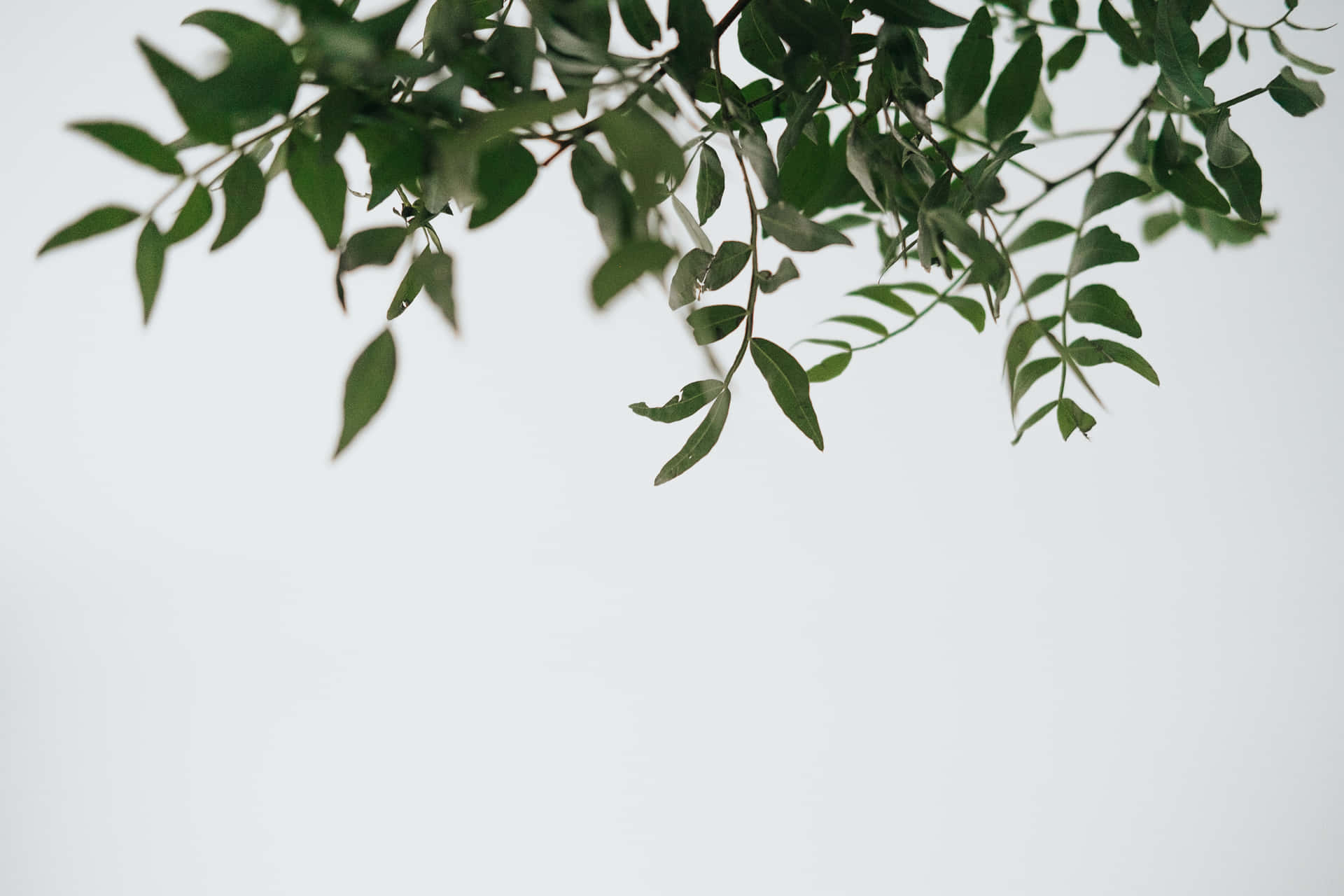 A Tree Branch With Leaves Background