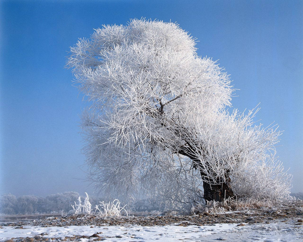 A Tree Covered In Frost Background