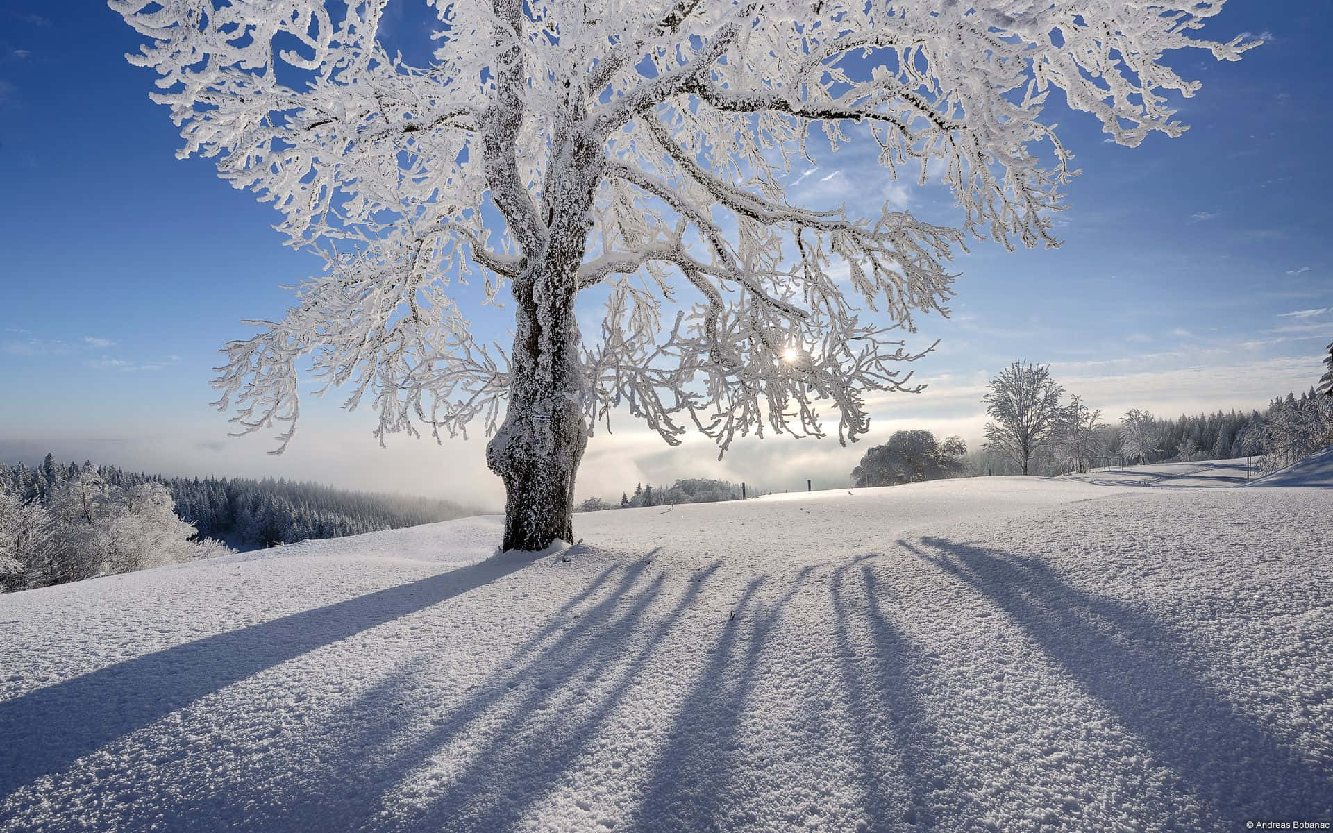 A Tree Covered In Snow With A Shadow Background