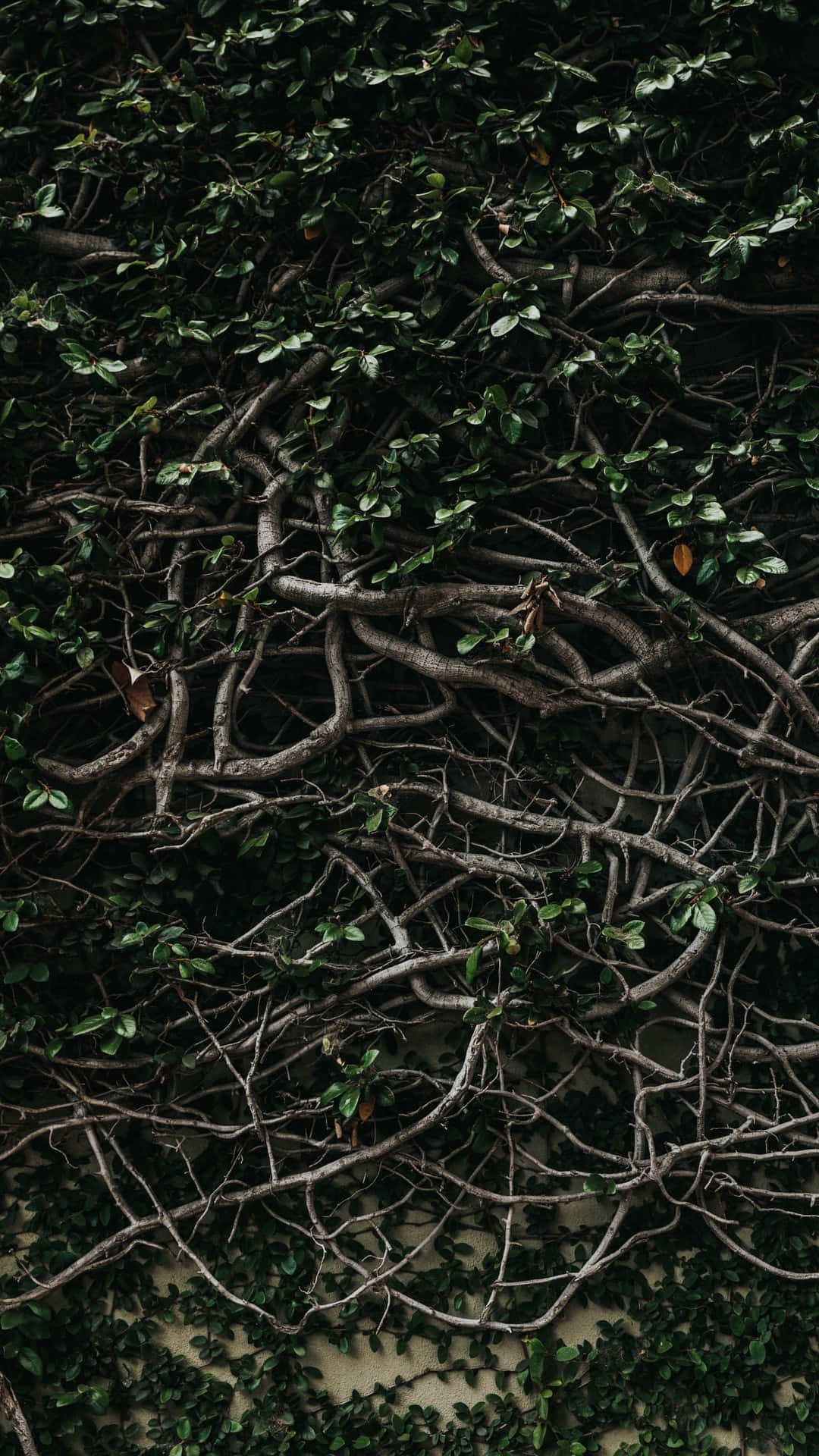 A Tree Covered In Vines Background