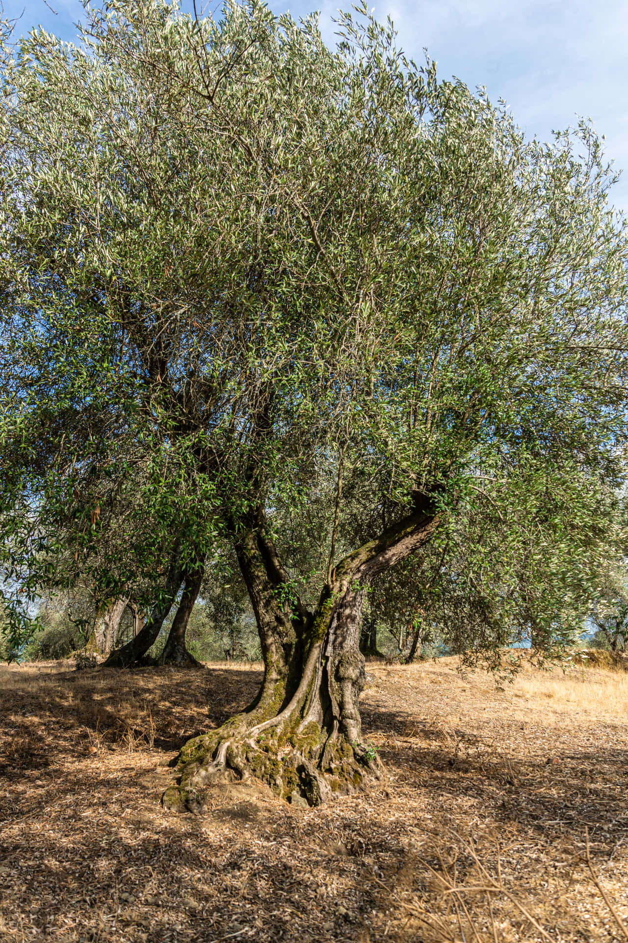 A Tree In A Field Background