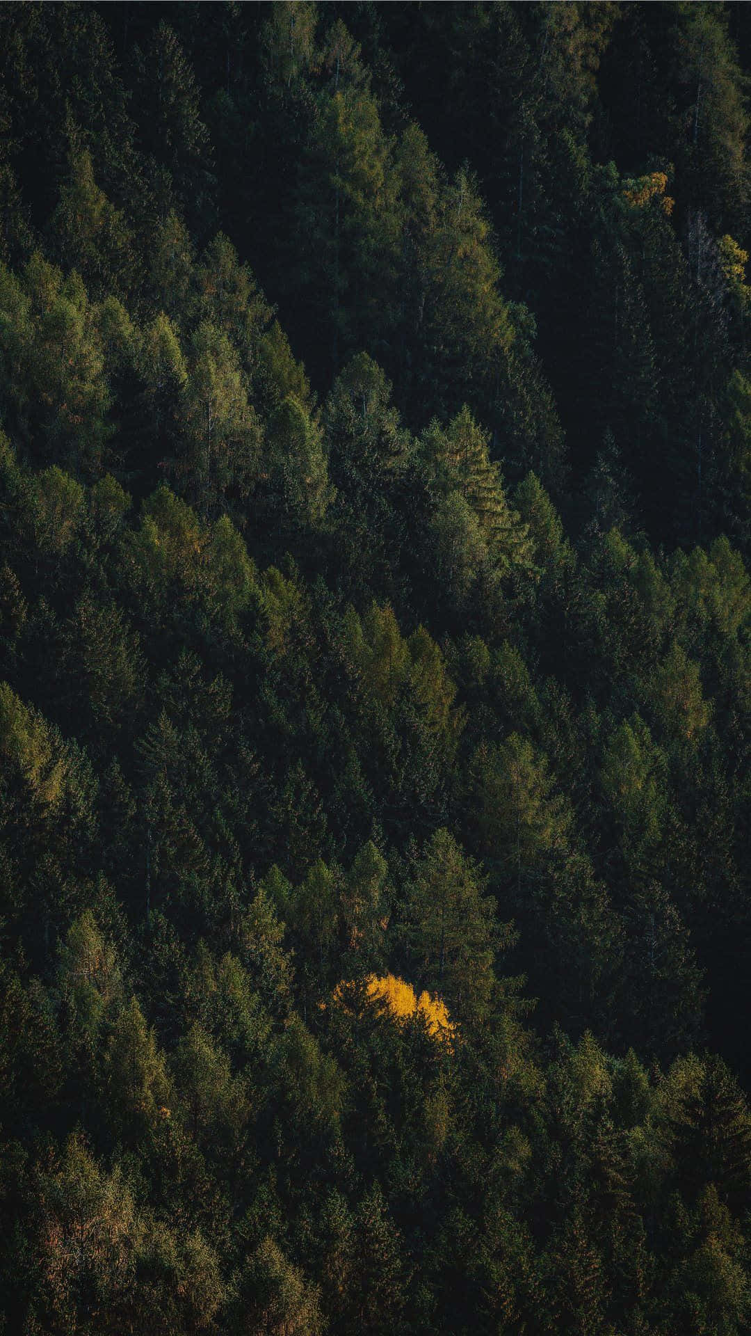 A Tree In A Forest With Yellow Leaves Background