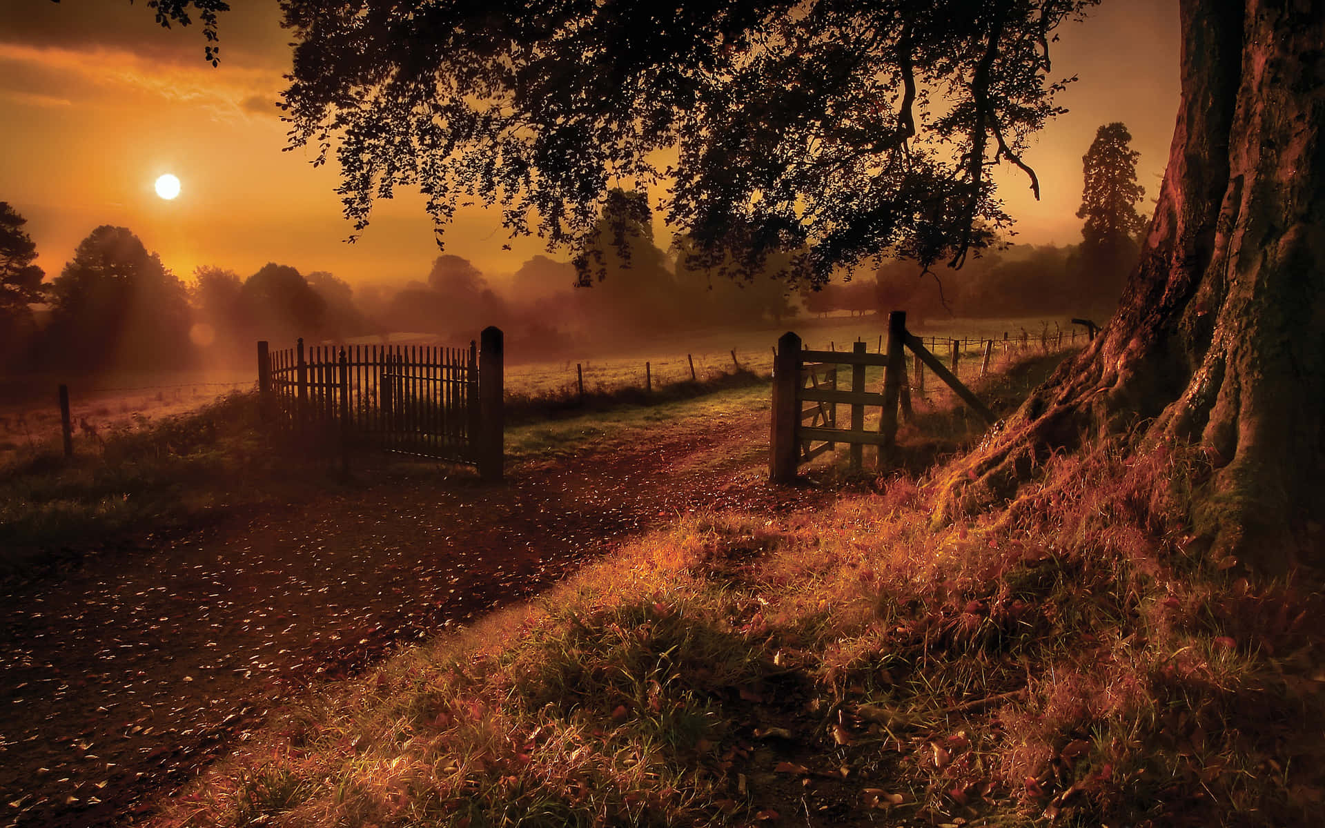 A Tree In The Field Background