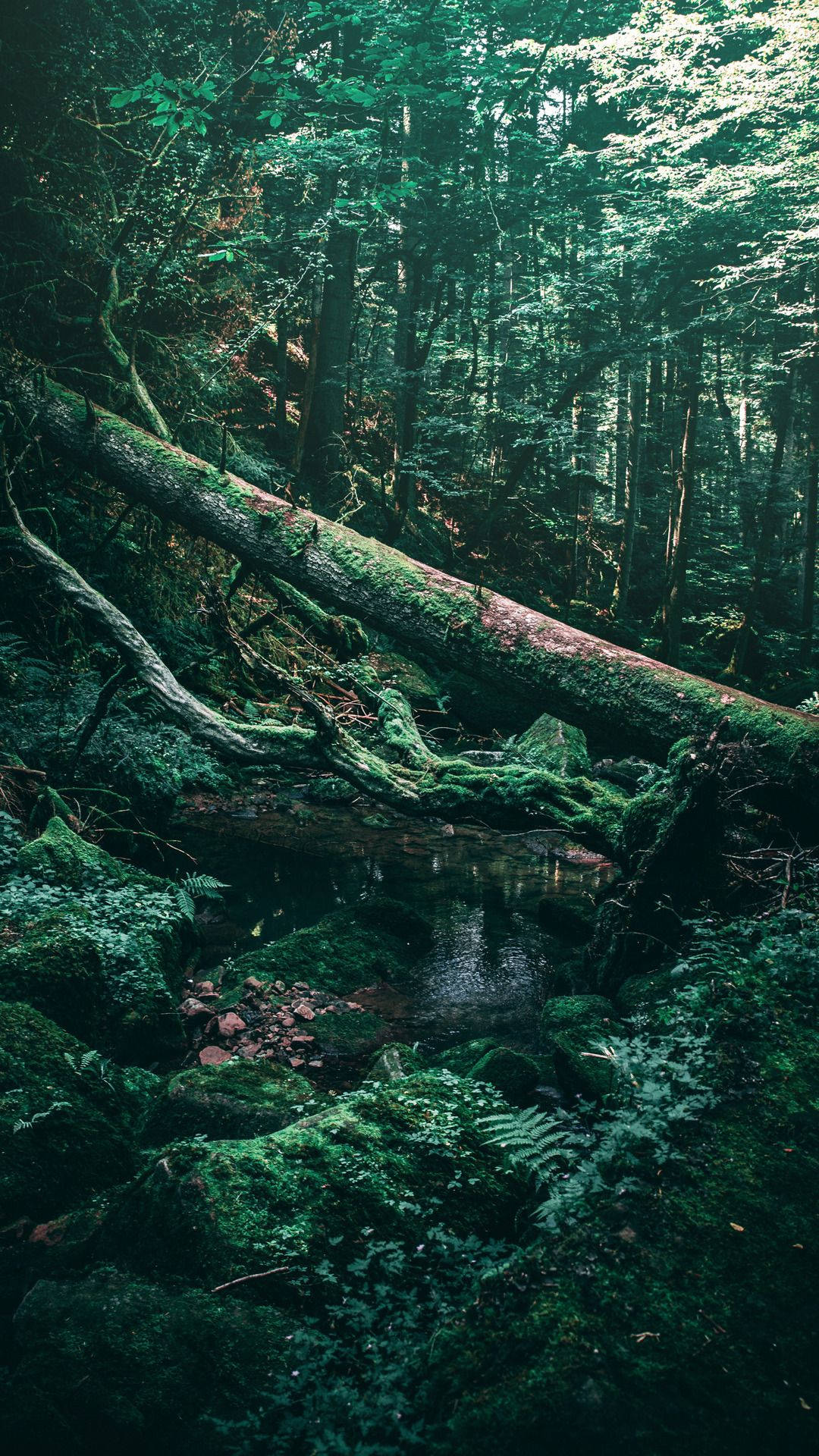 A Tree In The Forest Background