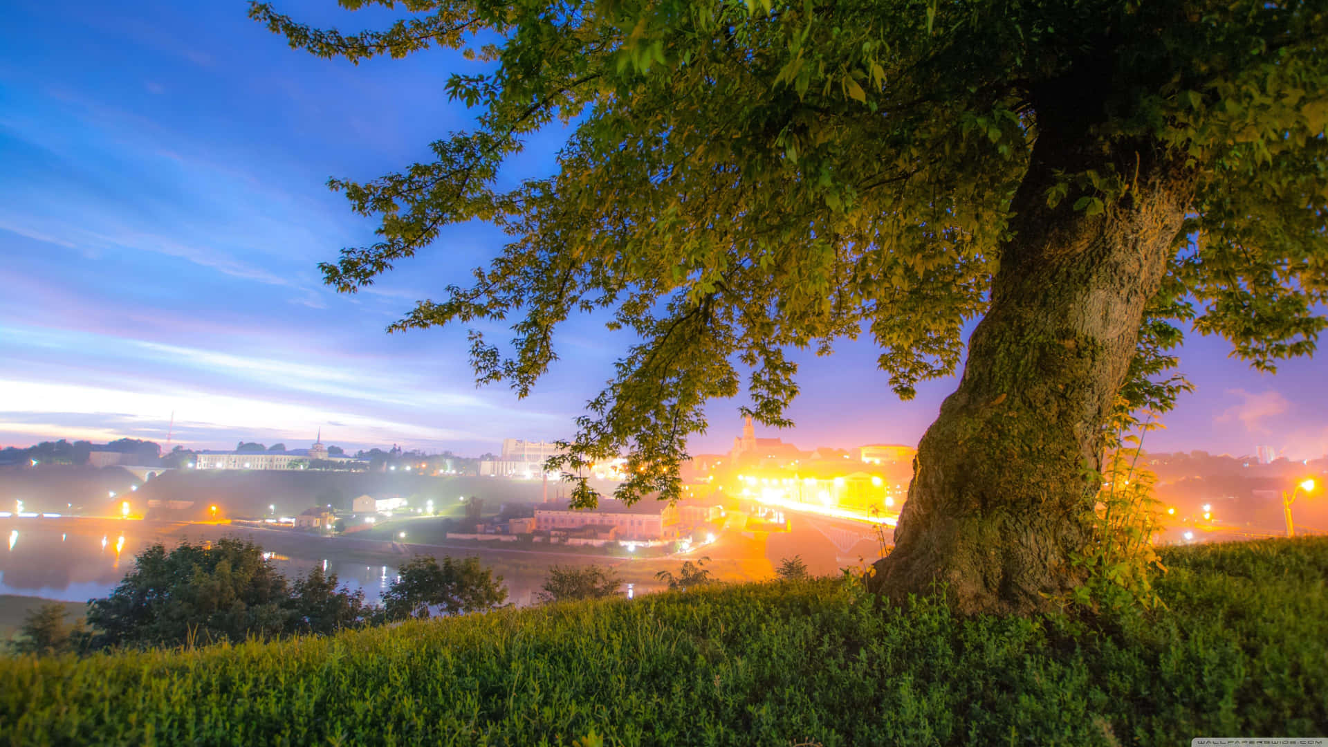 A Tree In The Grass Background
