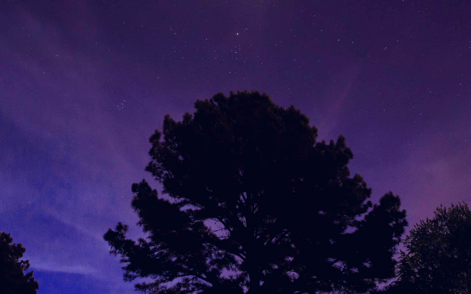 A Tree In The Night Sky Background