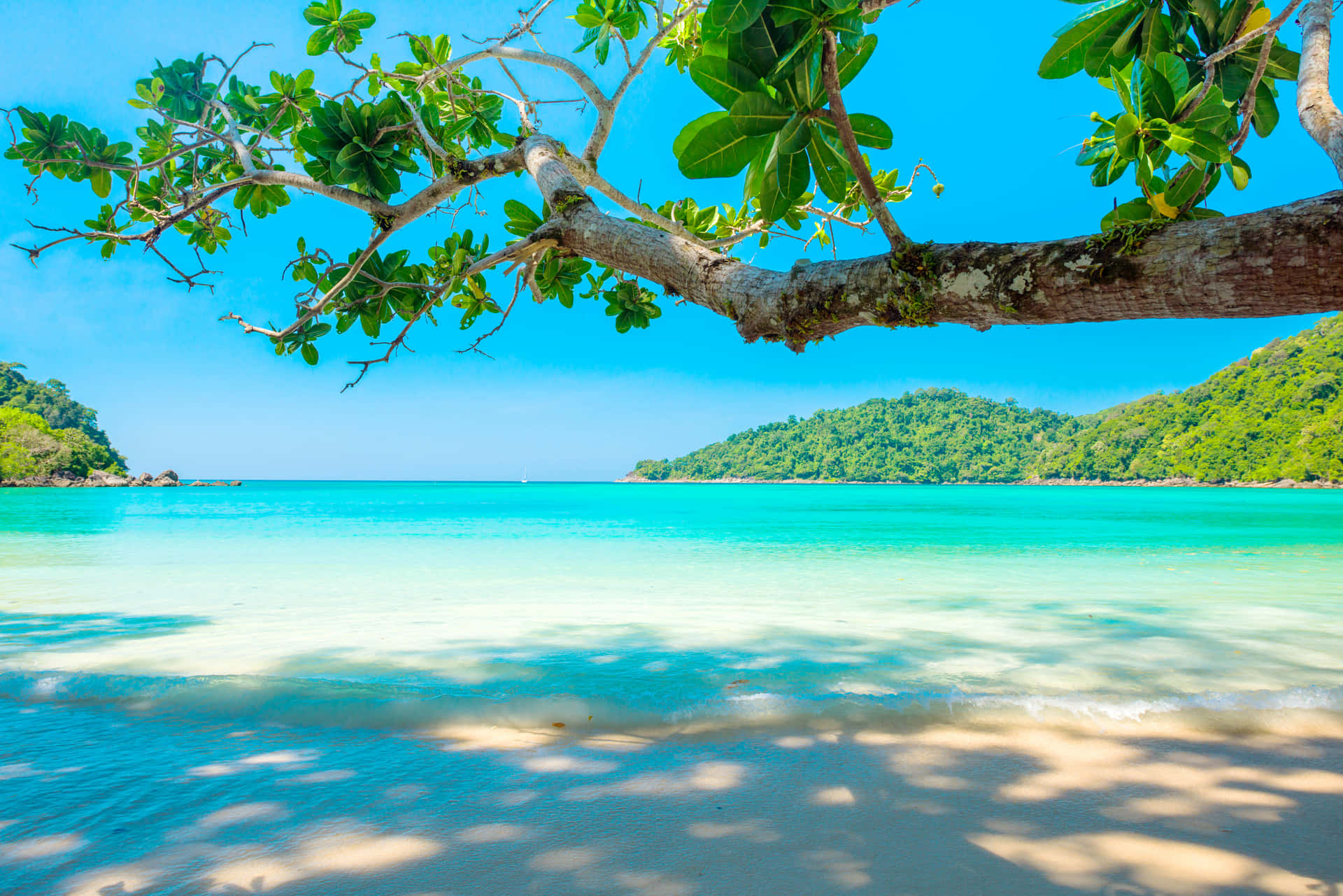 A Tree Is On The Beach