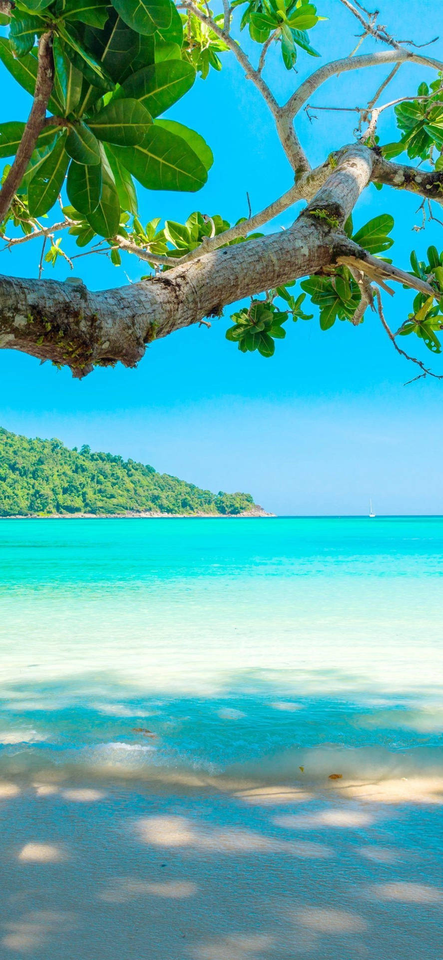 A Tree Is On The Beach With Blue Water Background