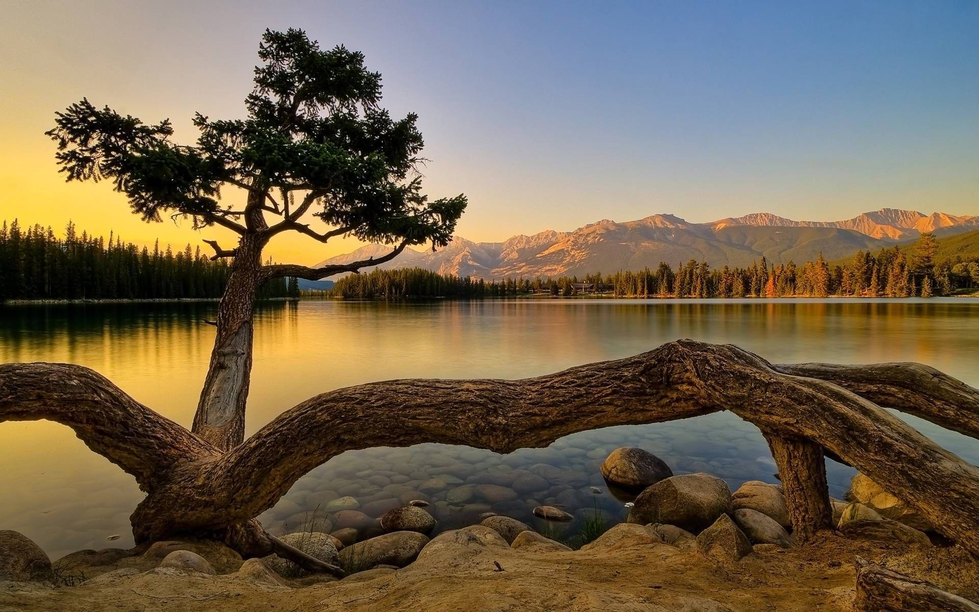 A Tree Is Sitting On The Shore Of A Lake Background