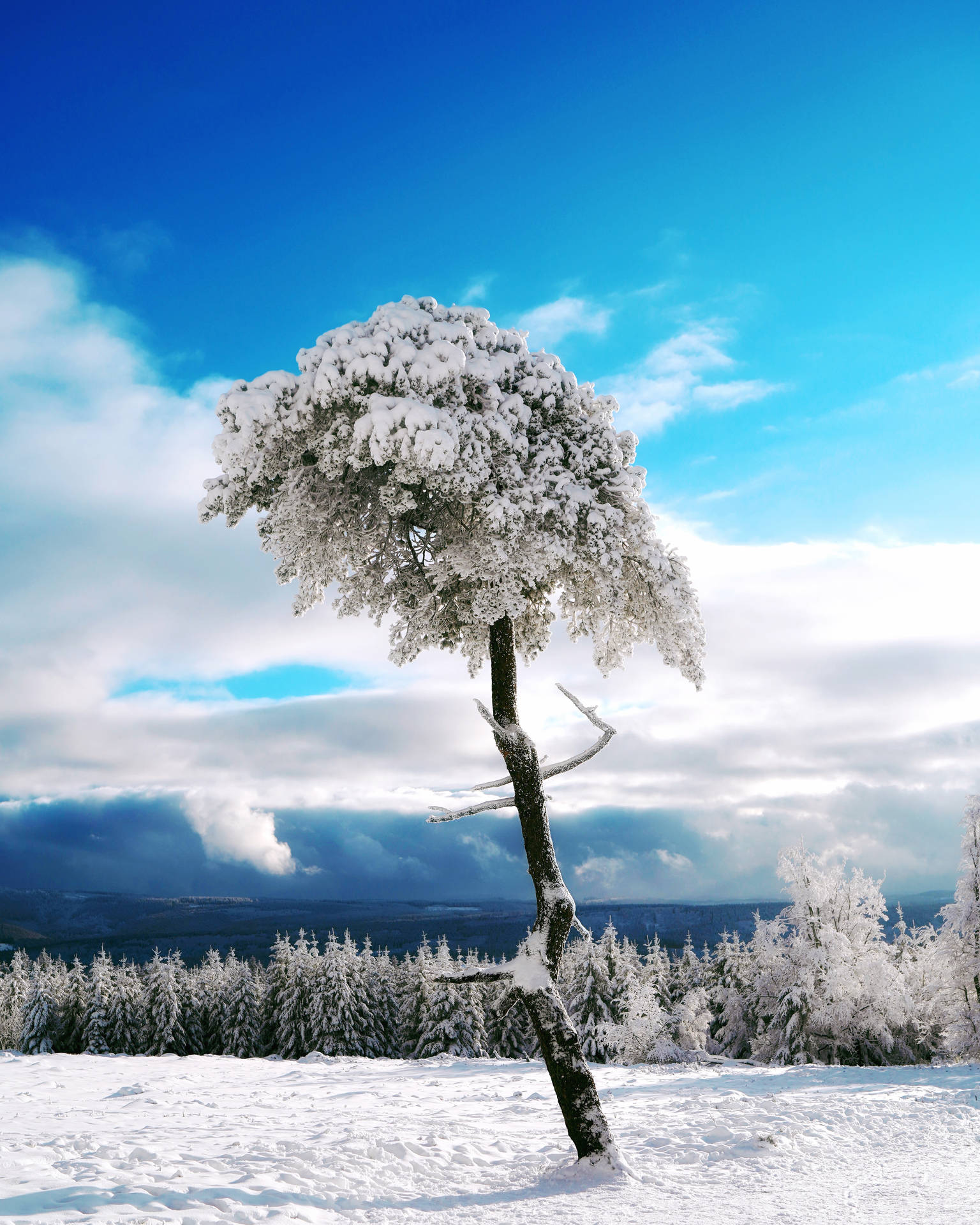 A Tree Is Standing In The Snow Background