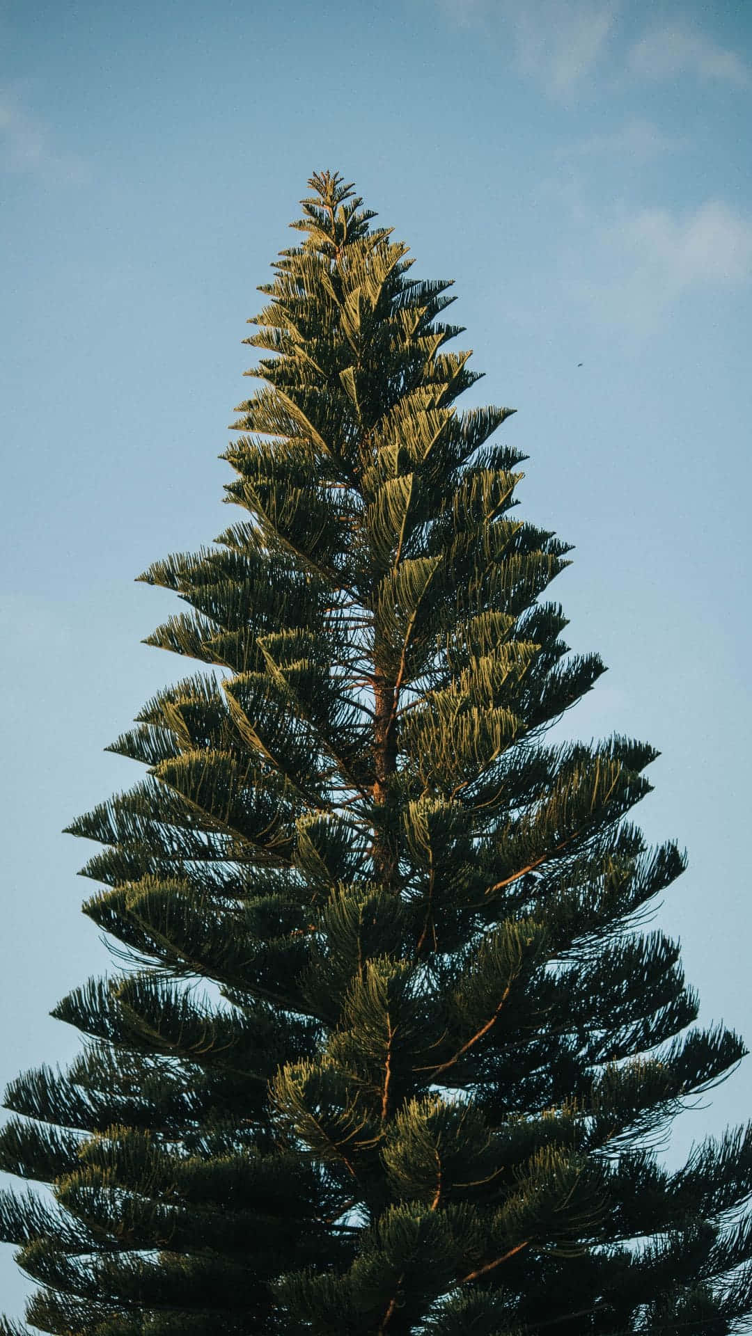 A Tree With A Blue Sky Background