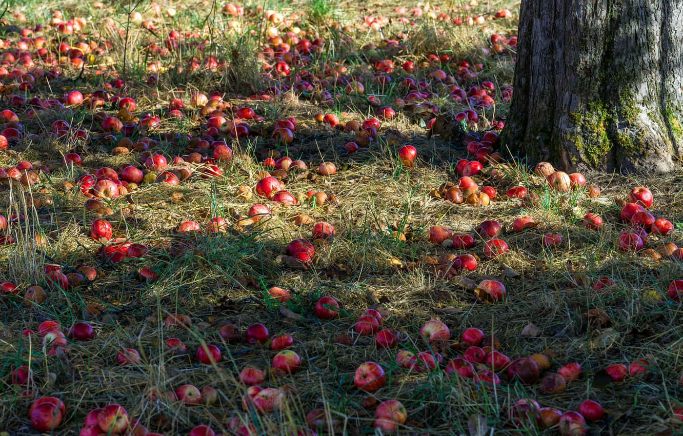 A Tree With A Lot Of Apples Background