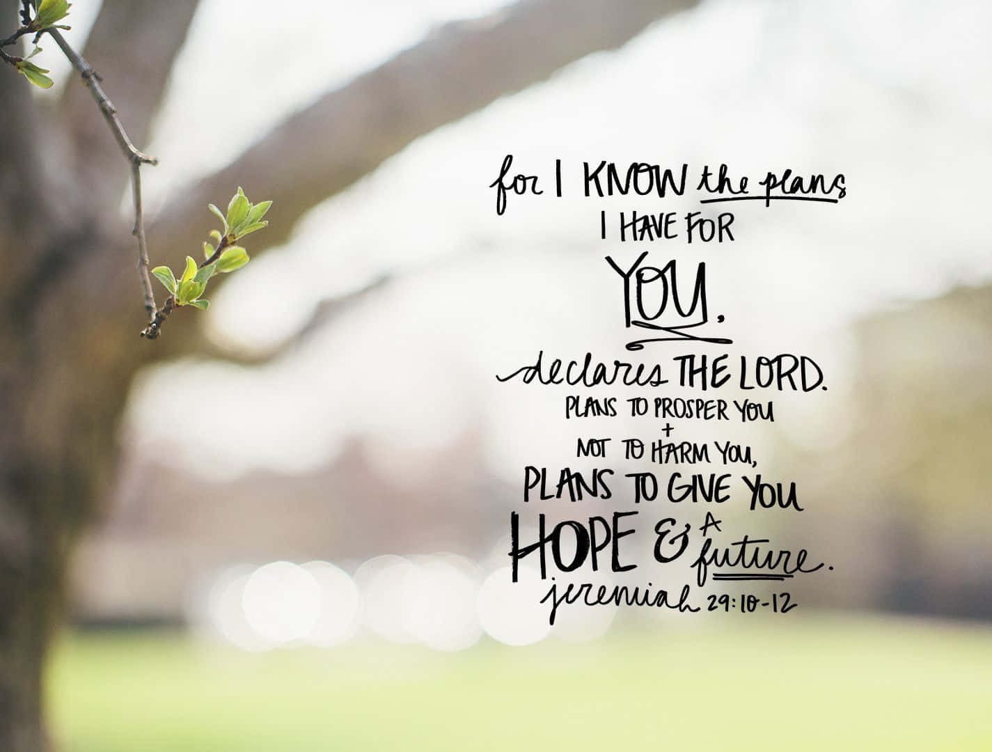 A Tree With A Quote On It