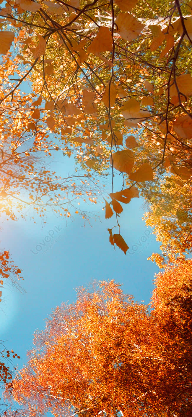 A Tree With Leaves Background