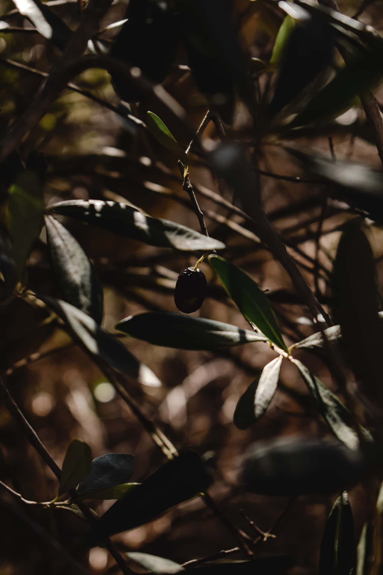 A Tree With Leaves Background