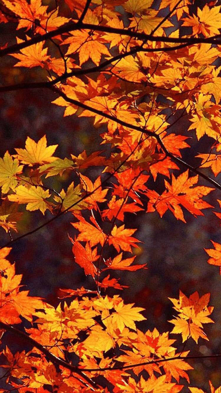 A Tree With Many Orange Leaves Background