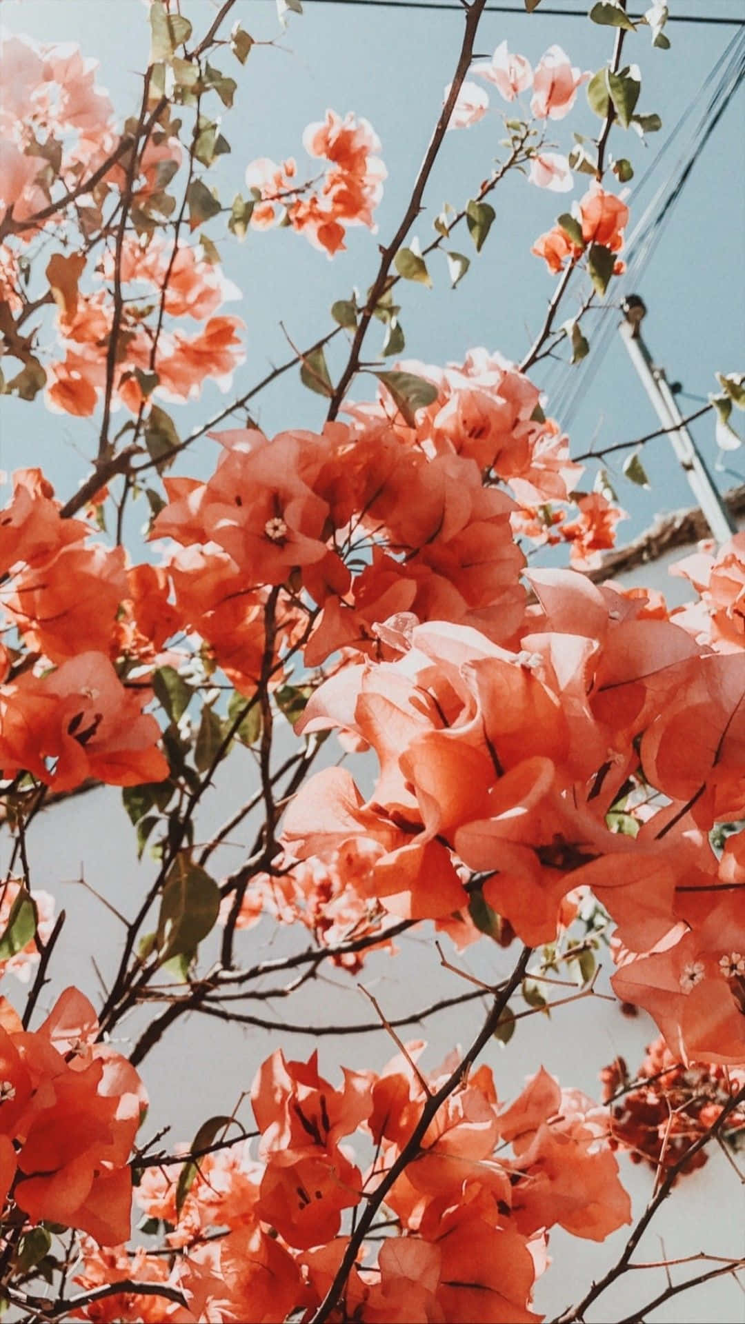 A Tree With Orange Flowers In The Background Background