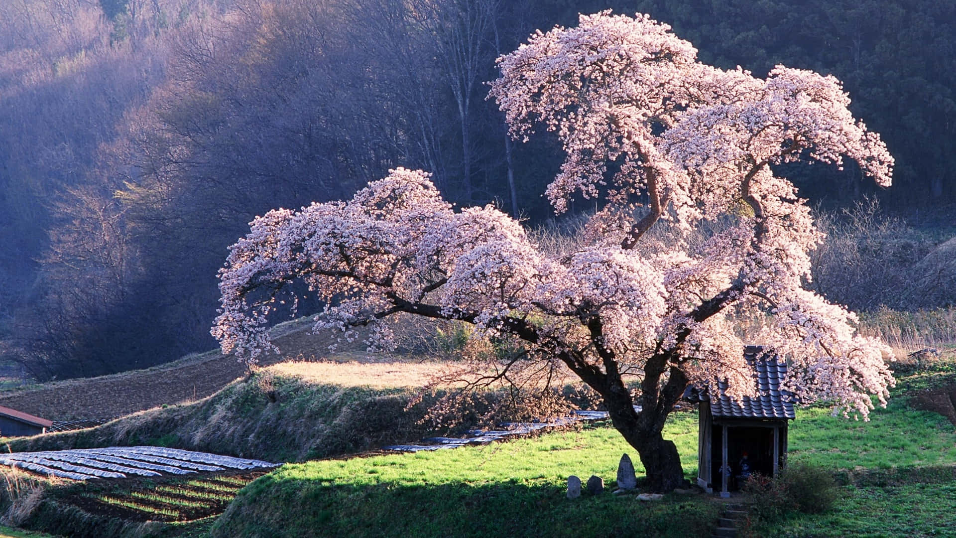 A Tree With Pink Blossoms In The Middle Of A Field Background