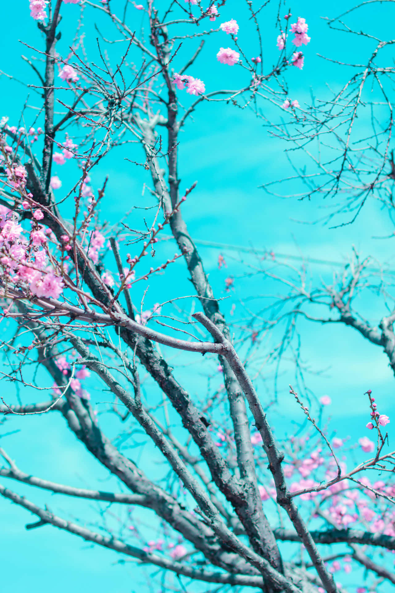 A Tree With Pink Flowers Background