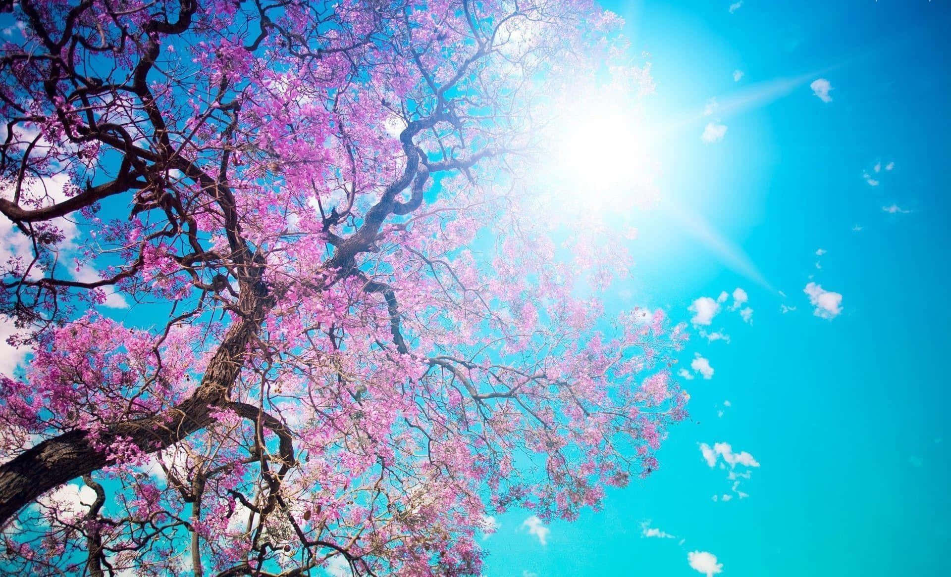 A Tree With Pink Flowers In The Sky