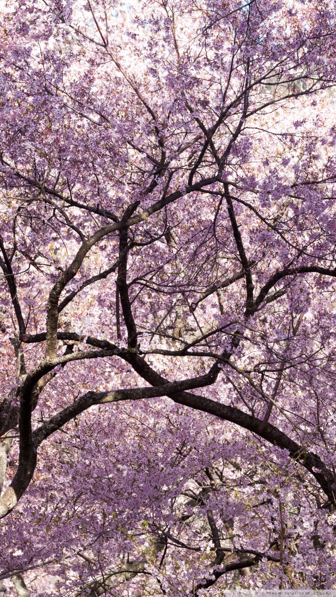 A Tree With Purple Blossoms In The Background Background