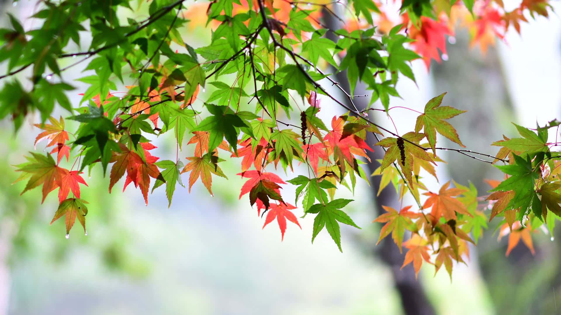 A Tree With Red And Green Leaves Background