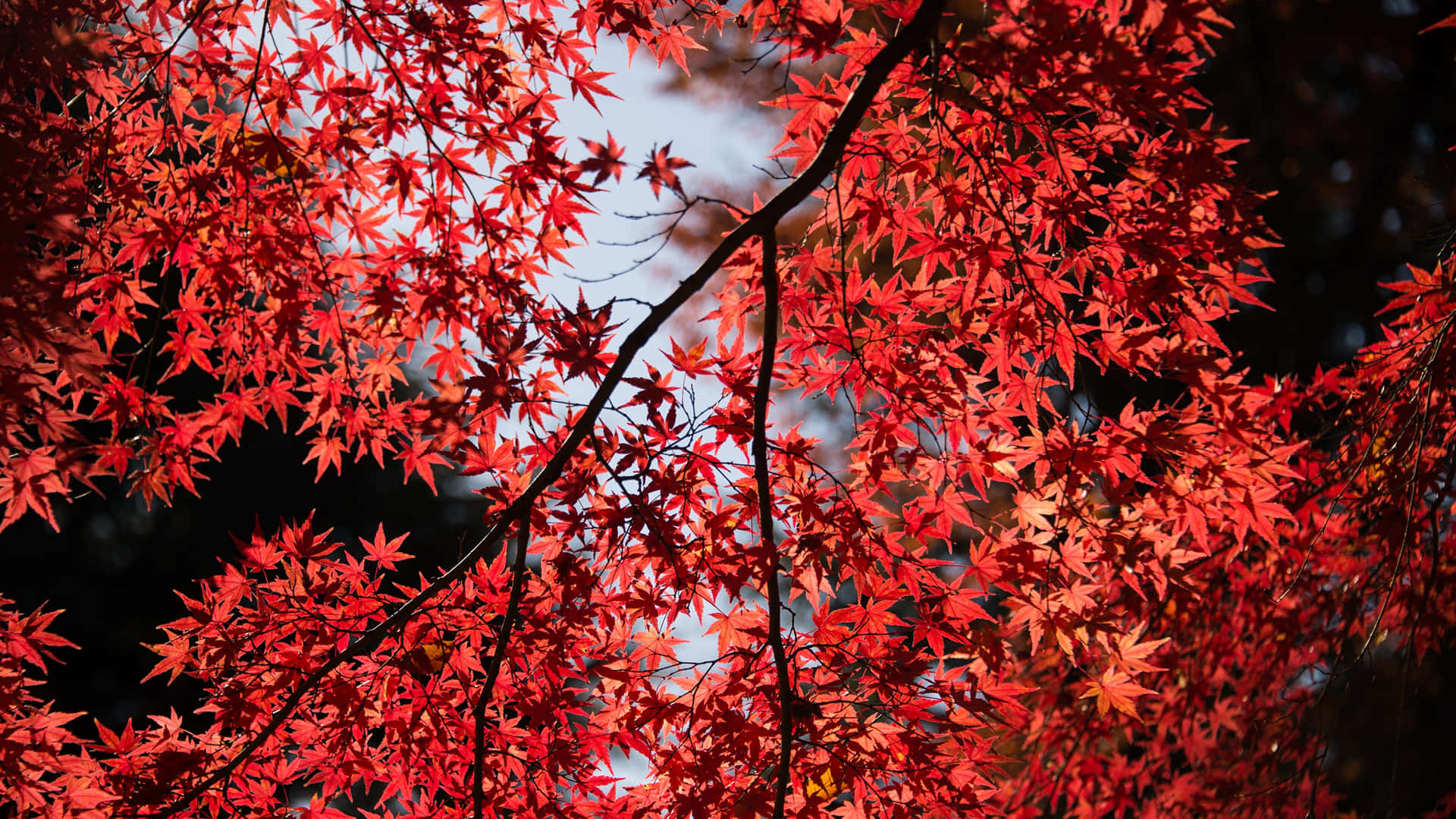 A Tree With Red Leaves