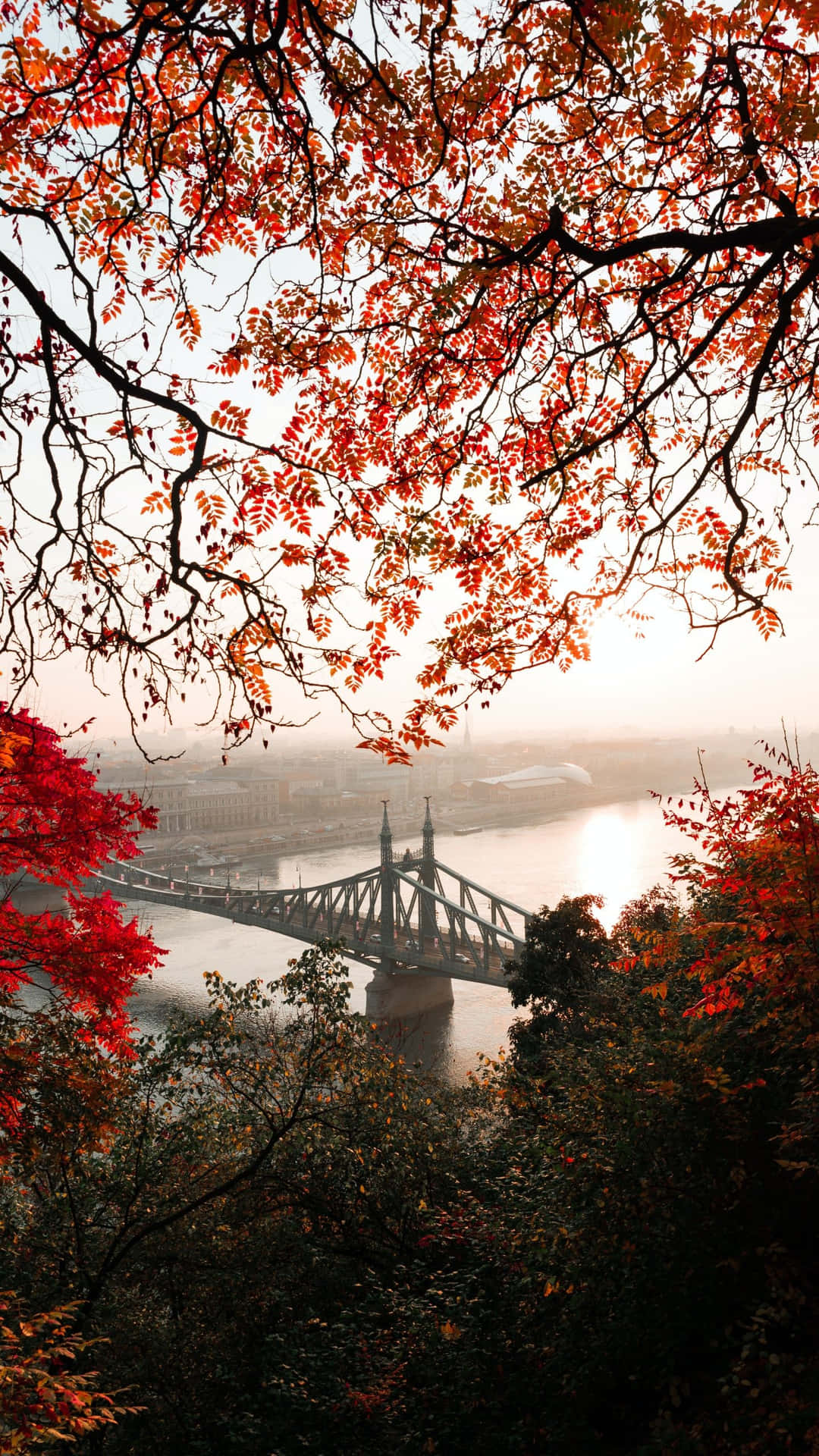 A Tree With Red Leaves