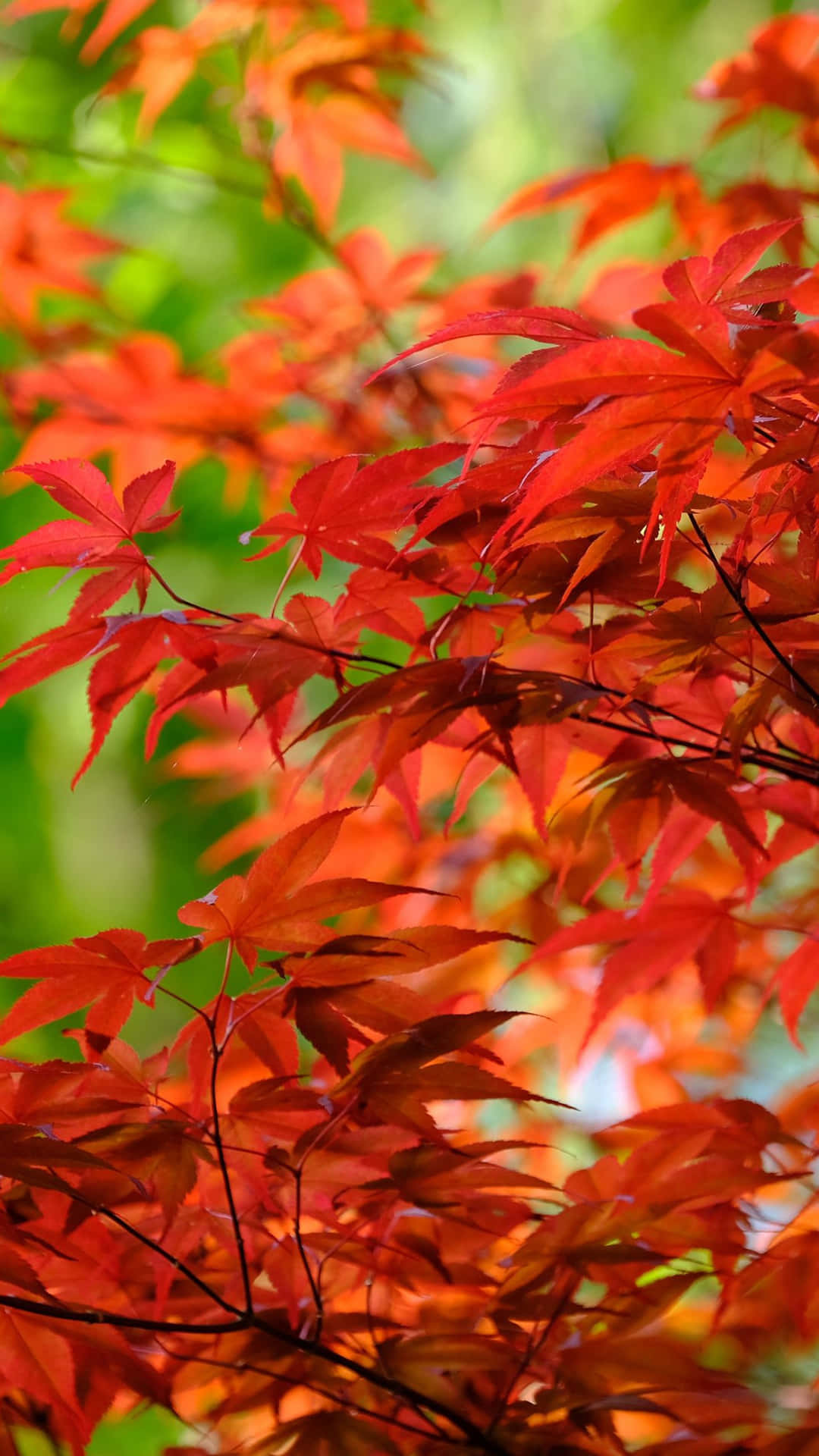 A Tree With Red Leaves Background